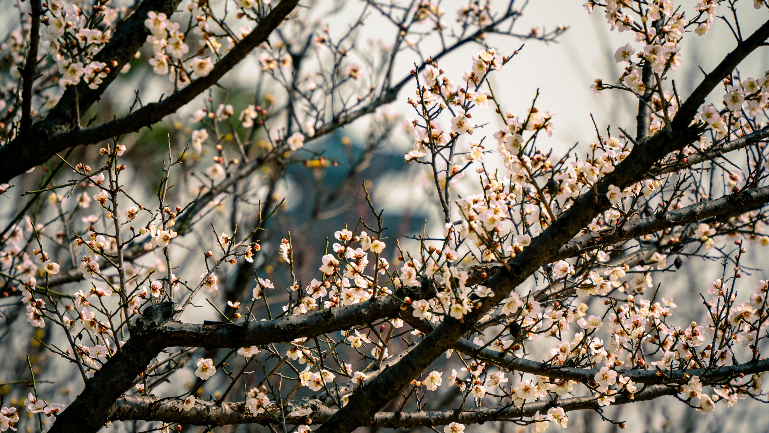 Южная Корея. Amateur photographer Nikolai Abushinov