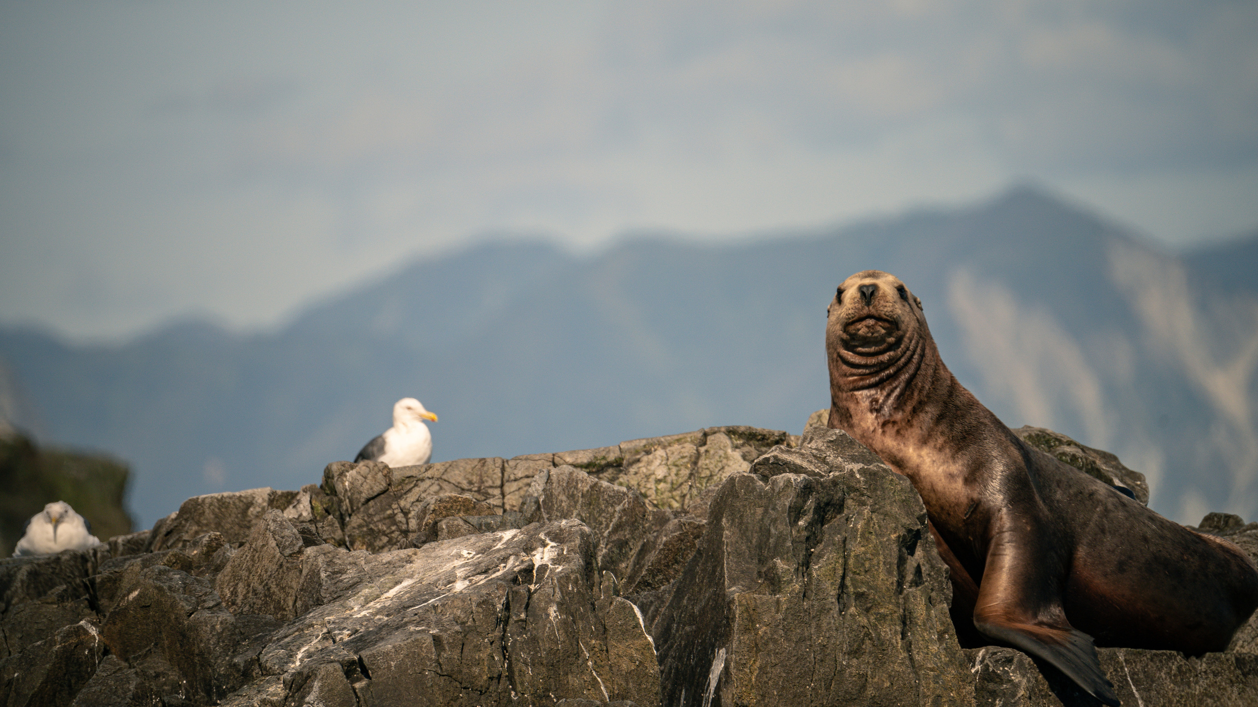 Камчатка. Amateur photographer Nikolai Abushinov