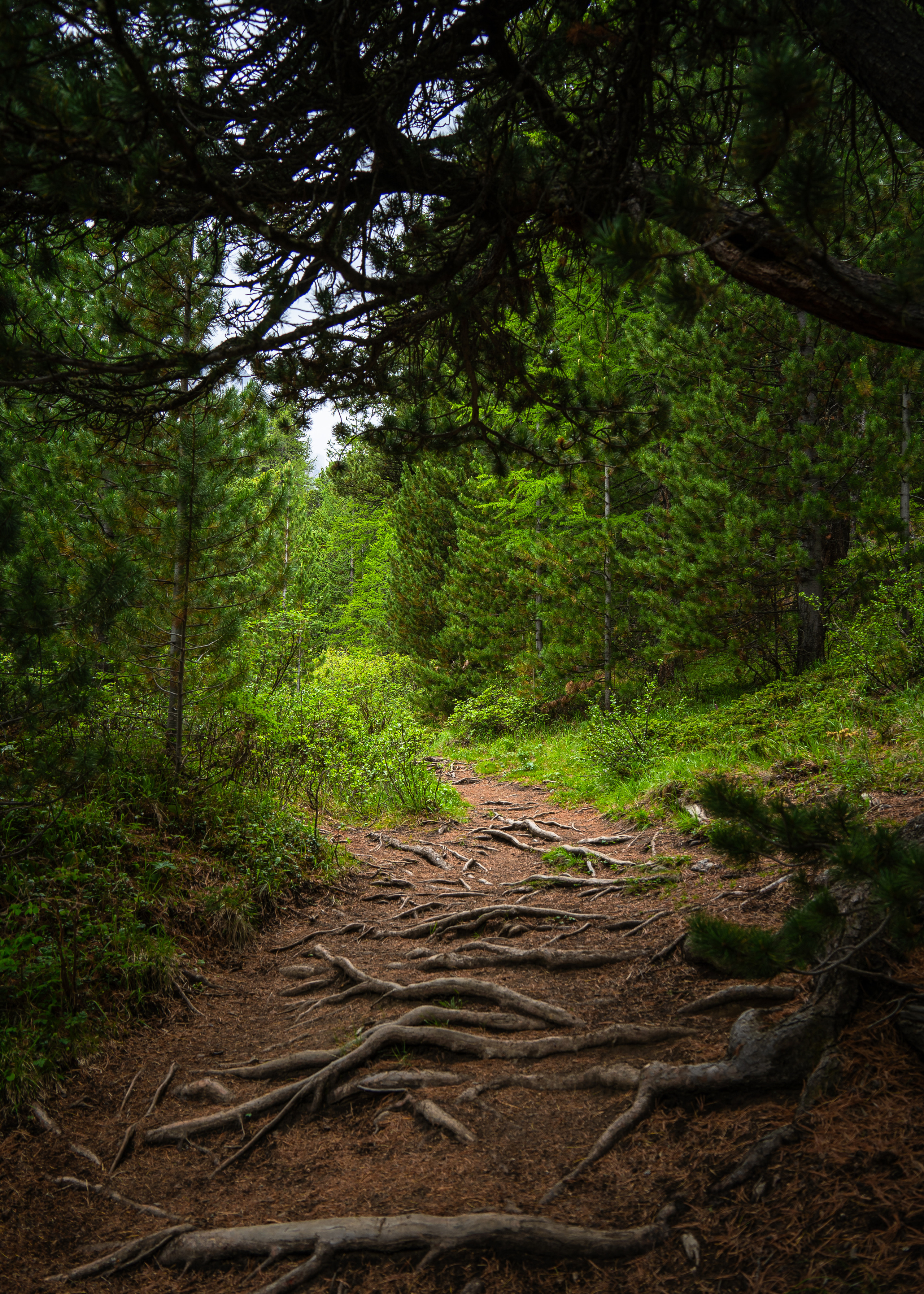 Алтай. Amateur photographer Nikolai Abushinov