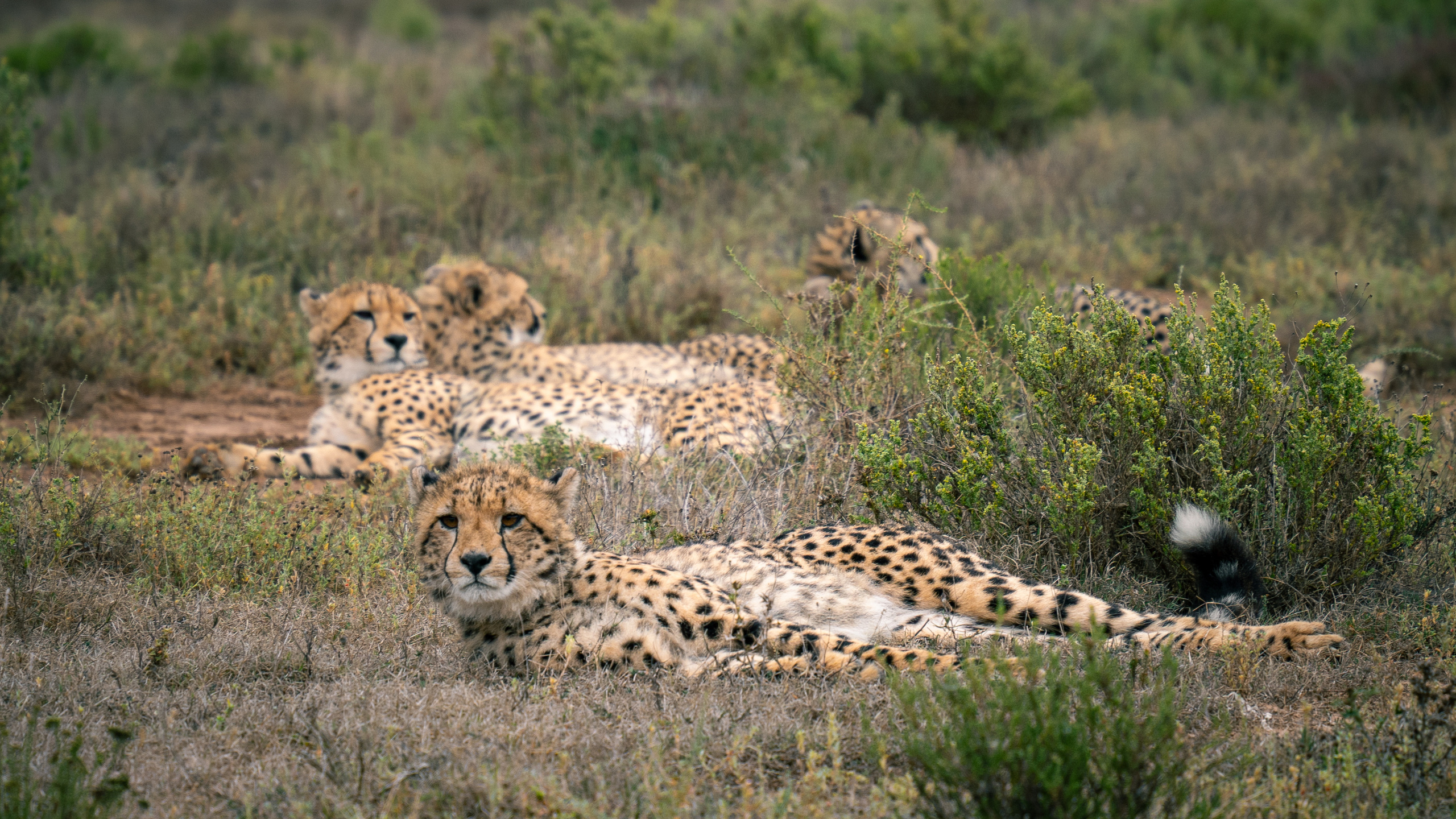 ЮАР. Amateur photographer Nikolai Abushinov