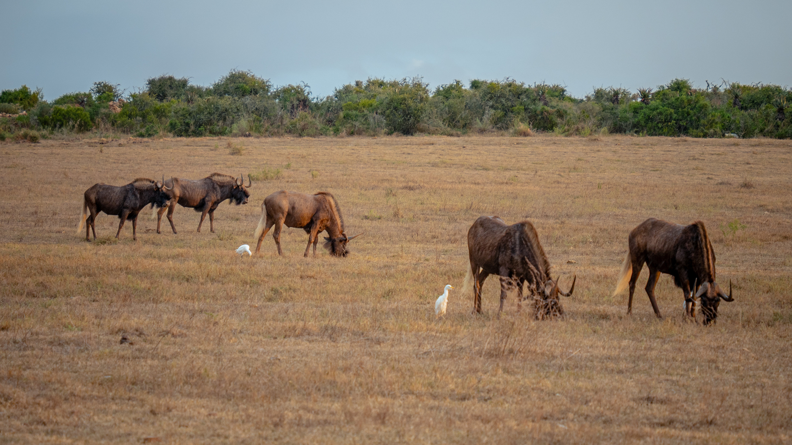 ЮАР. Amateur photographer Nikolai Abushinov