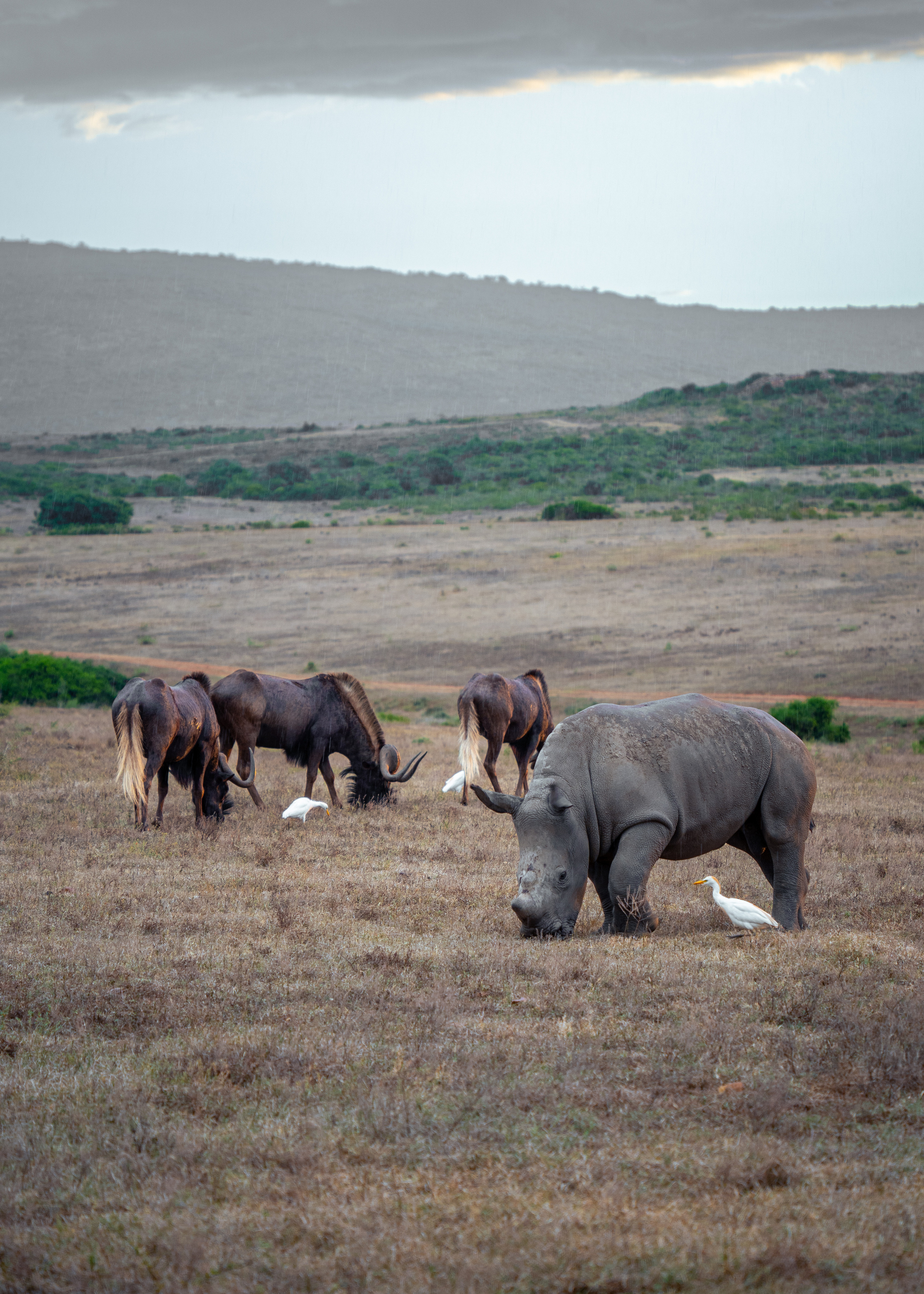 ЮАР. Amateur photographer Nikolai Abushinov