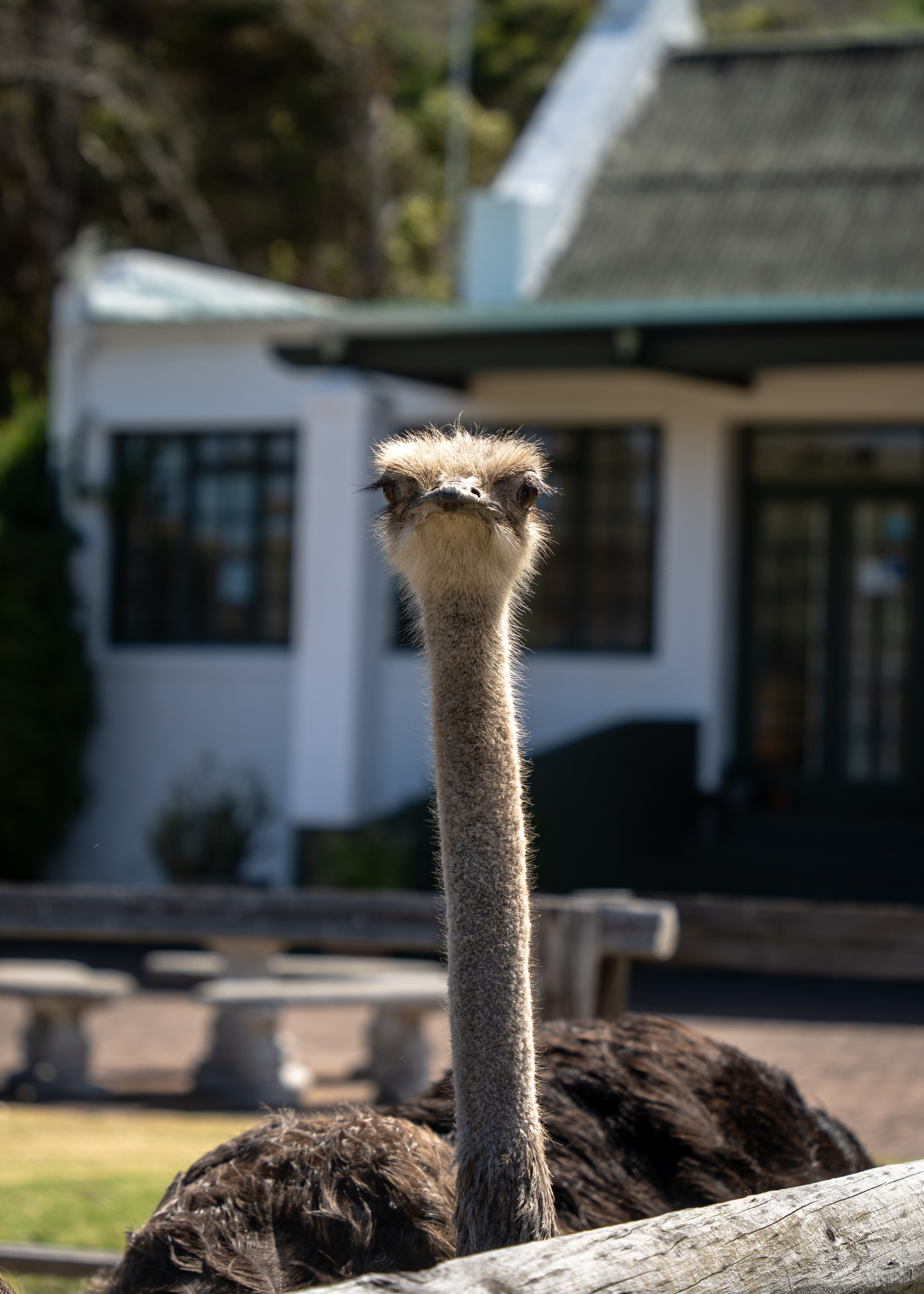 ЮАР. Amateur photographer Nikolai Abushinov