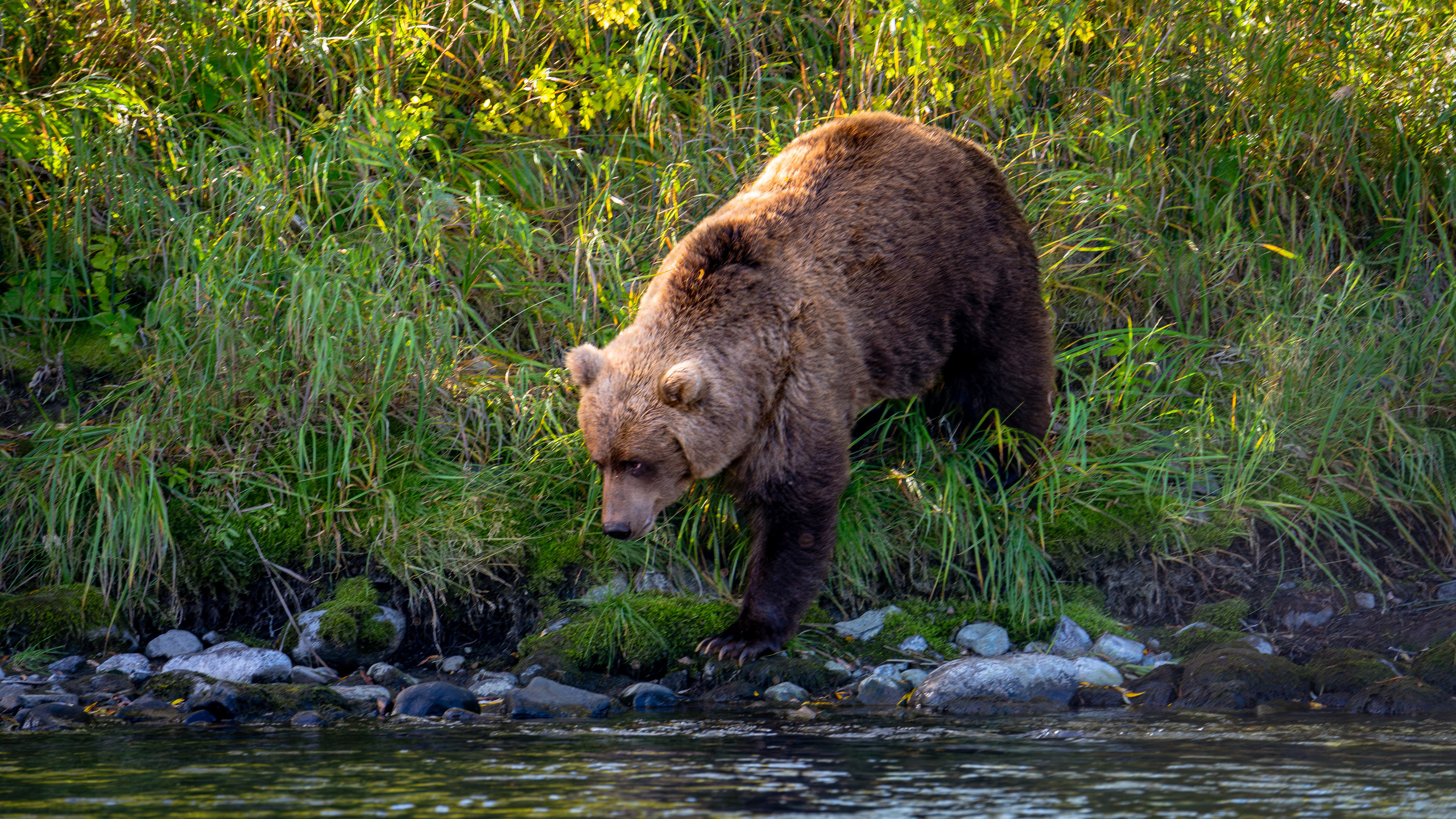 Камчатка. Amateur photographer Nikolai Abushinov