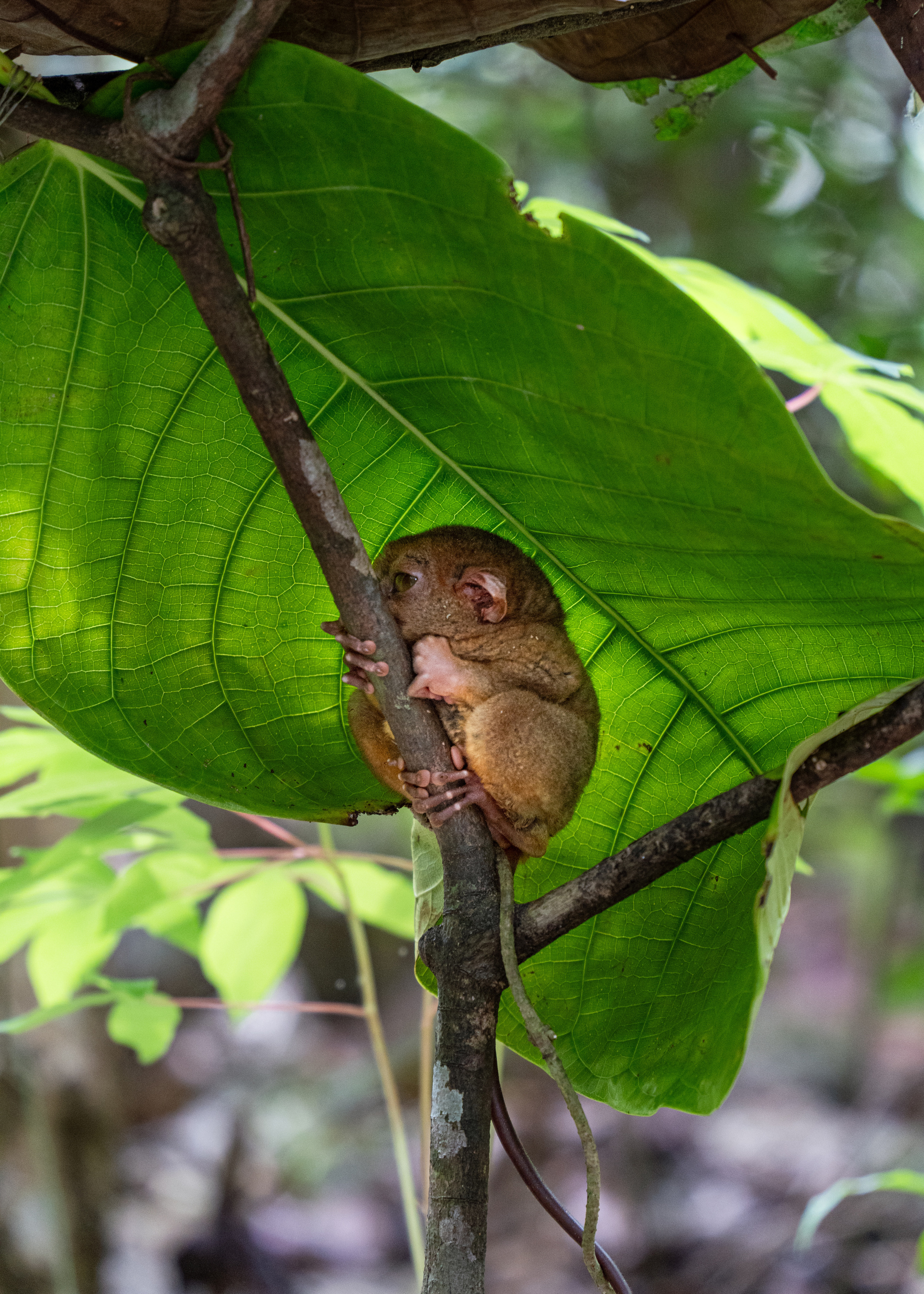 Филиппины. Amateur photographer Nikolai Abushinov