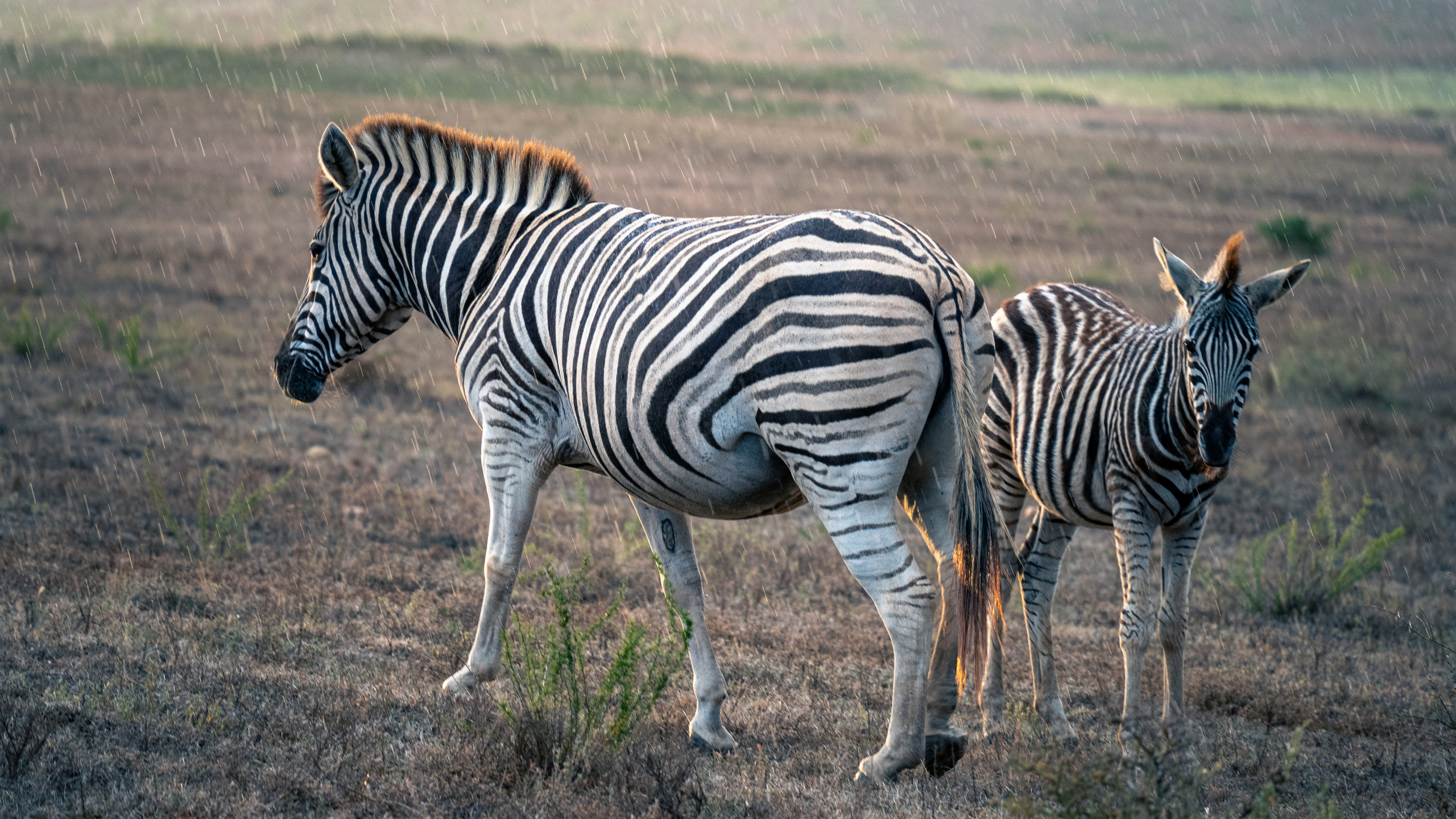 ЮАР. Amateur photographer Nikolai Abushinov