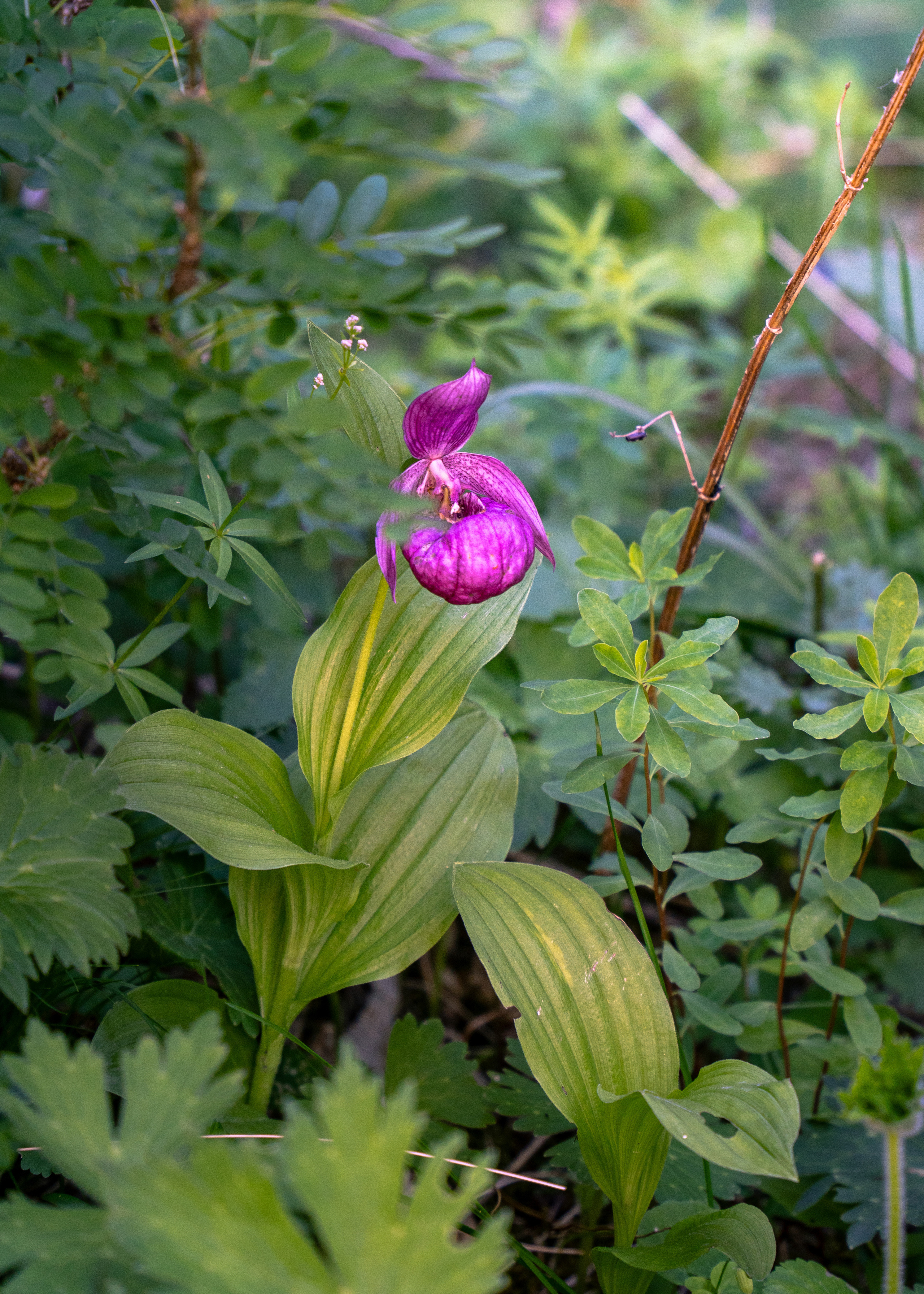 Алтай. Amateur photographer Nikolai Abushinov