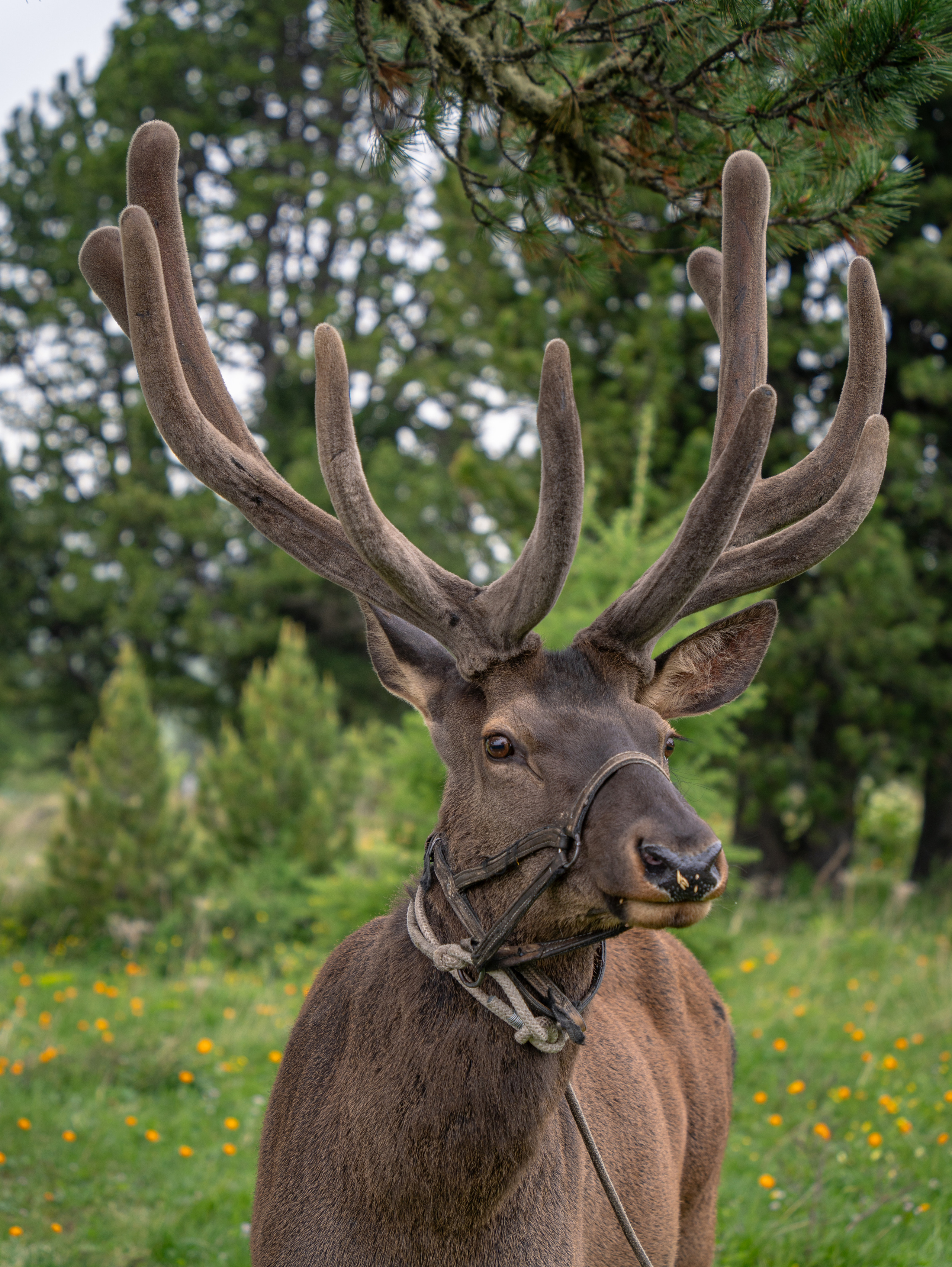 Алтай. Amateur photographer Nikolai Abushinov