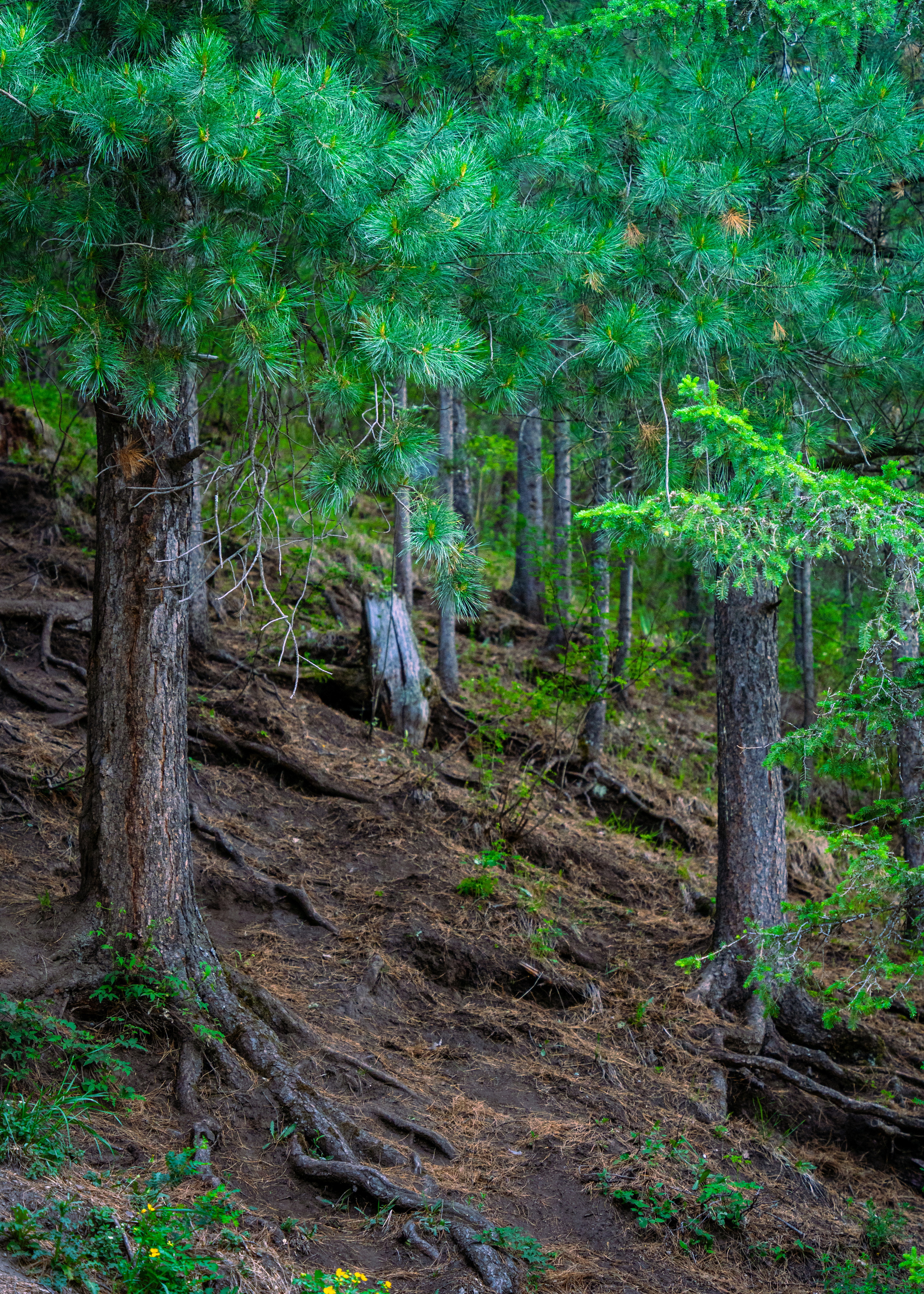 Алтай. Amateur photographer Nikolai Abushinov