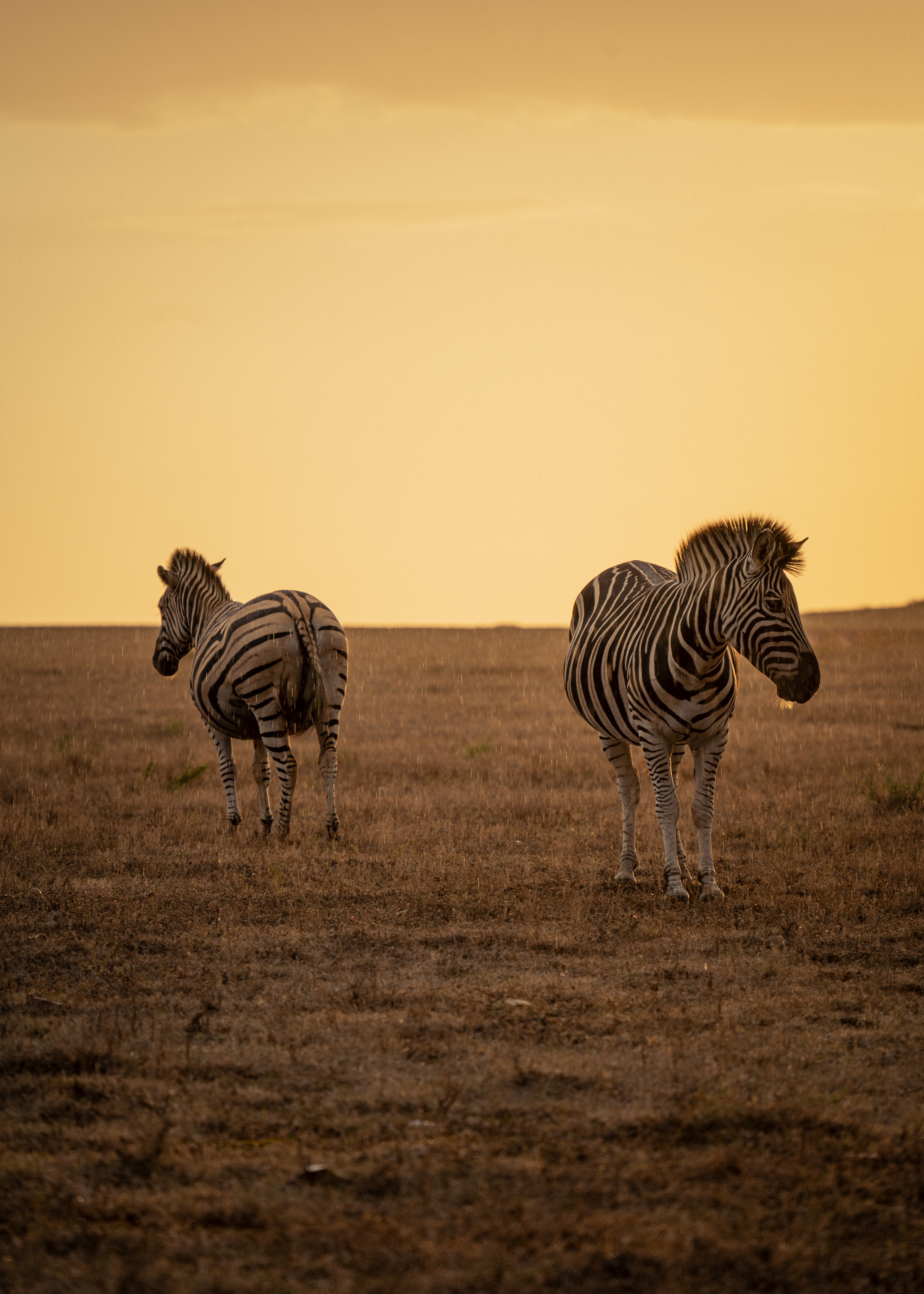 ЮАР. Amateur photographer Nikolai Abushinov