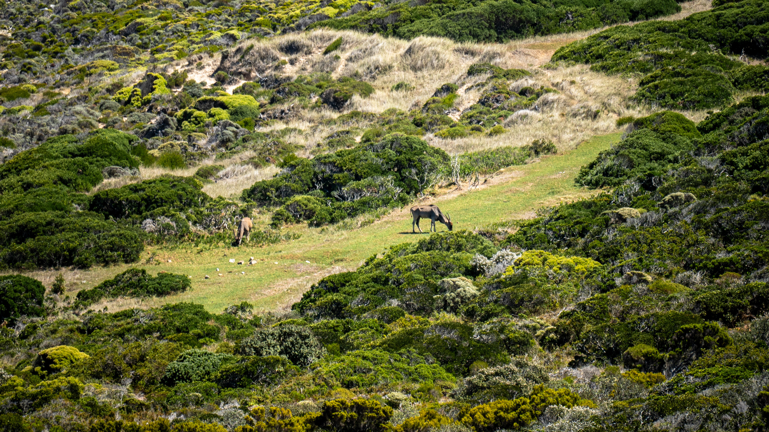 ЮАР. Amateur photographer Nikolai Abushinov