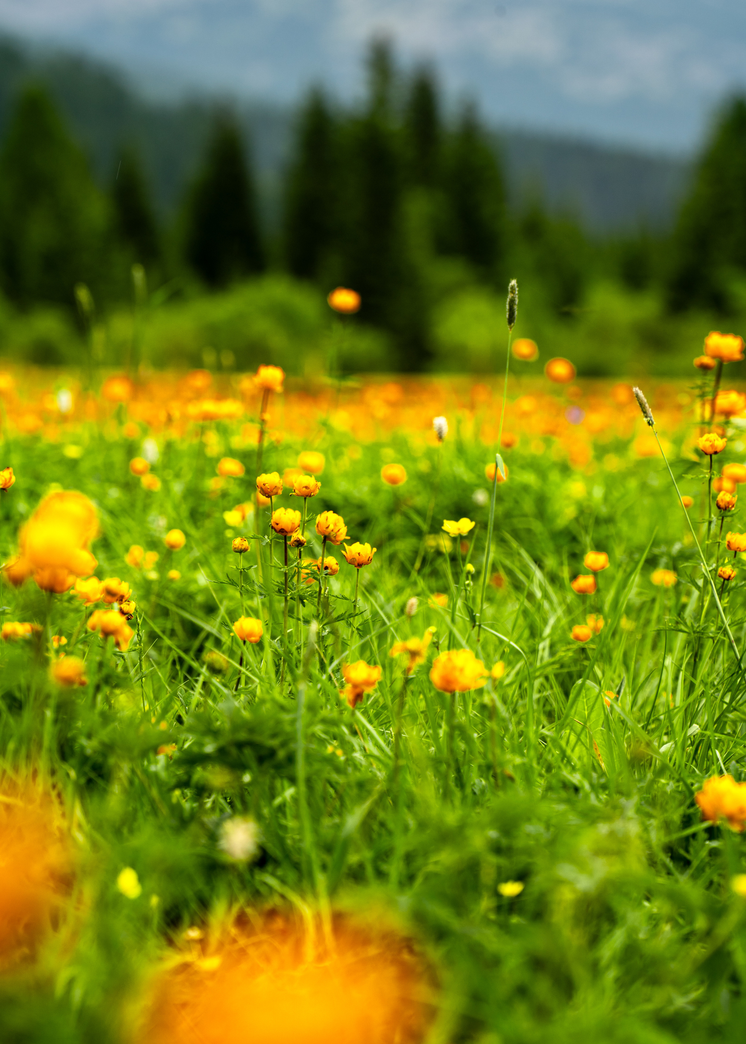 Алтай. Amateur photographer Nikolai Abushinov