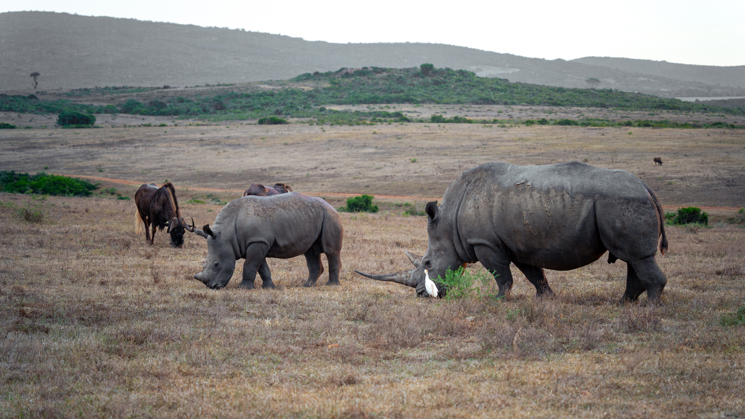 ЮАР. Amateur photographer Nikolai Abushinov