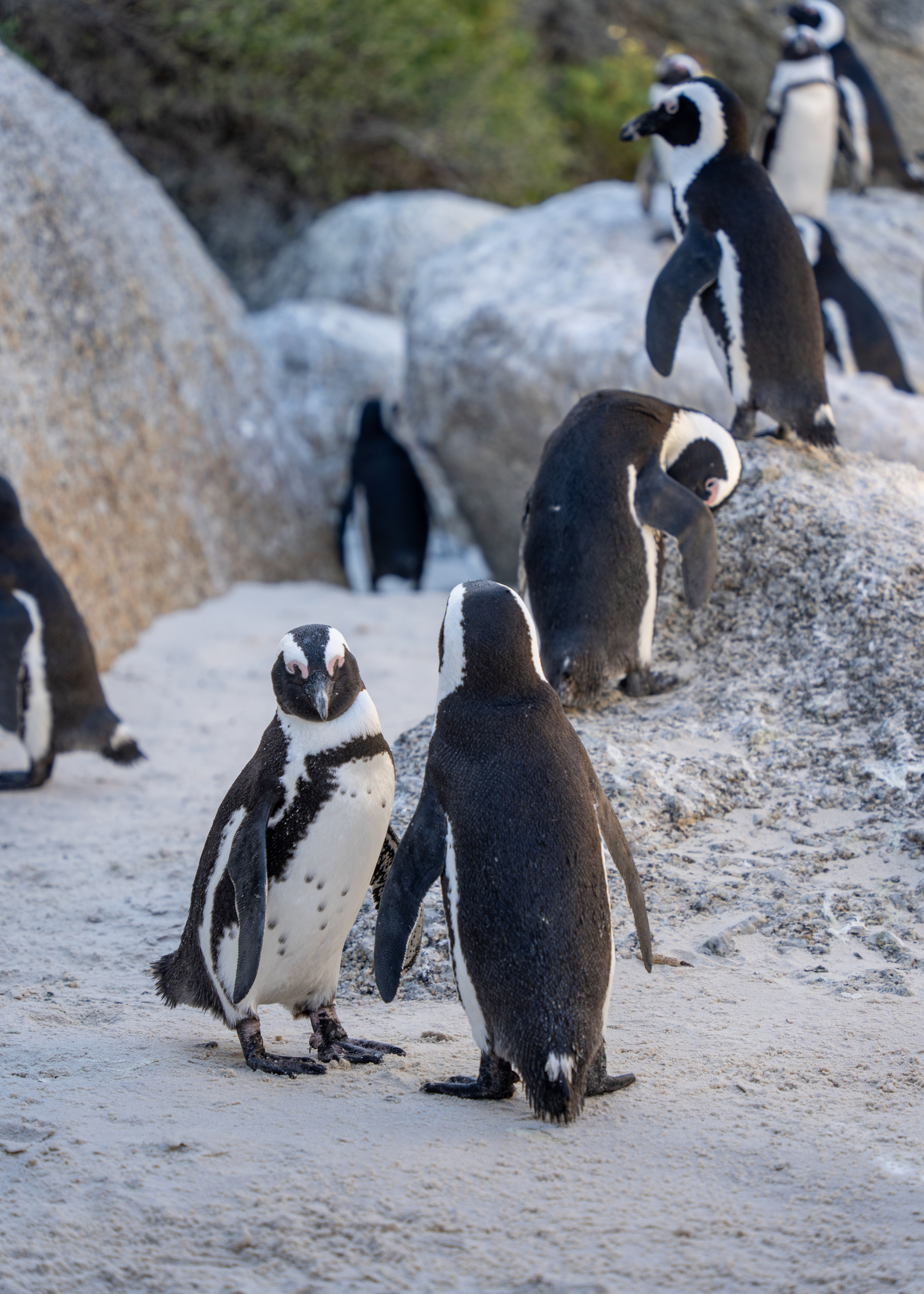 ЮАР. Amateur photographer Nikolai Abushinov