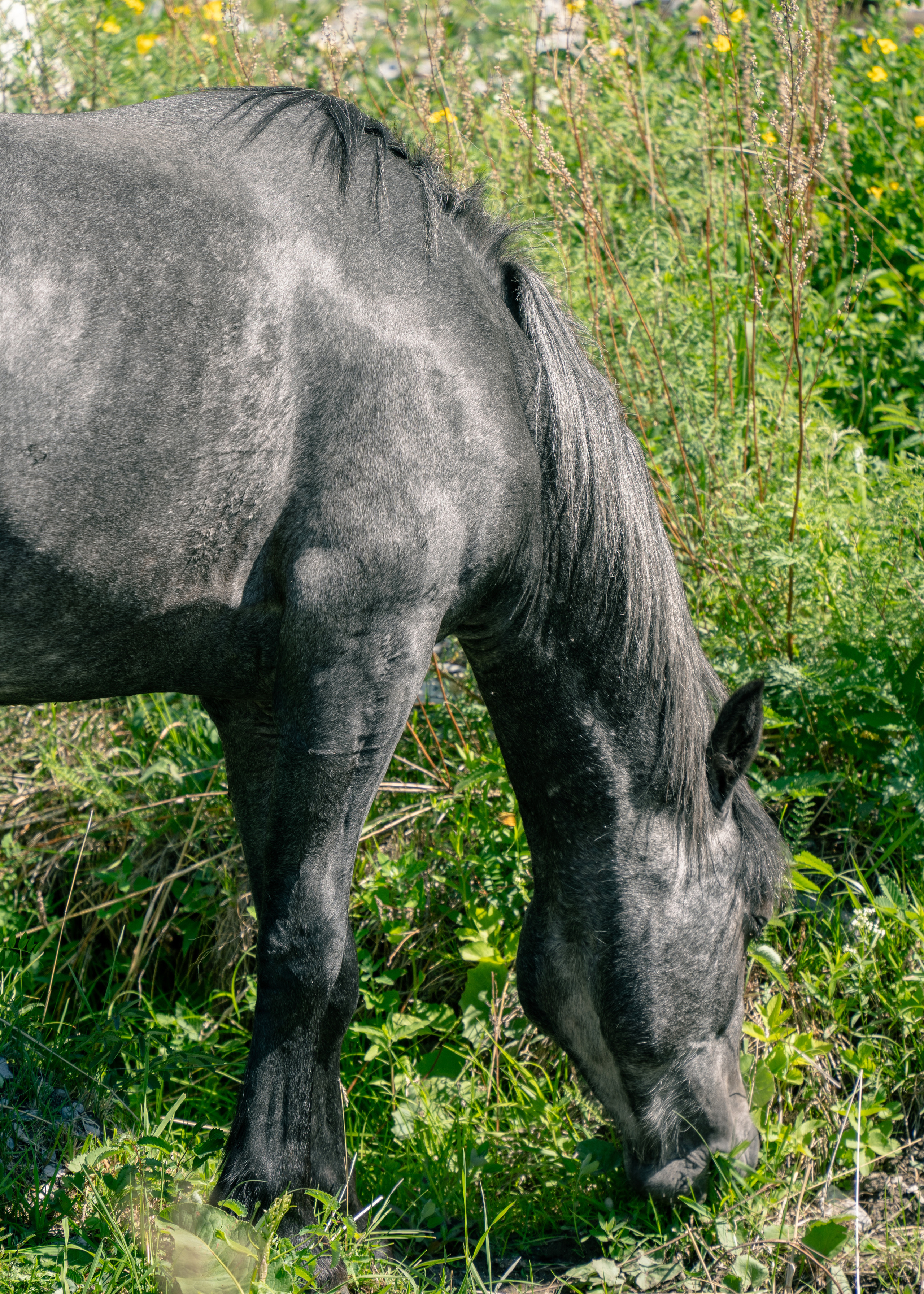 Алтай. Amateur photographer Nikolai Abushinov