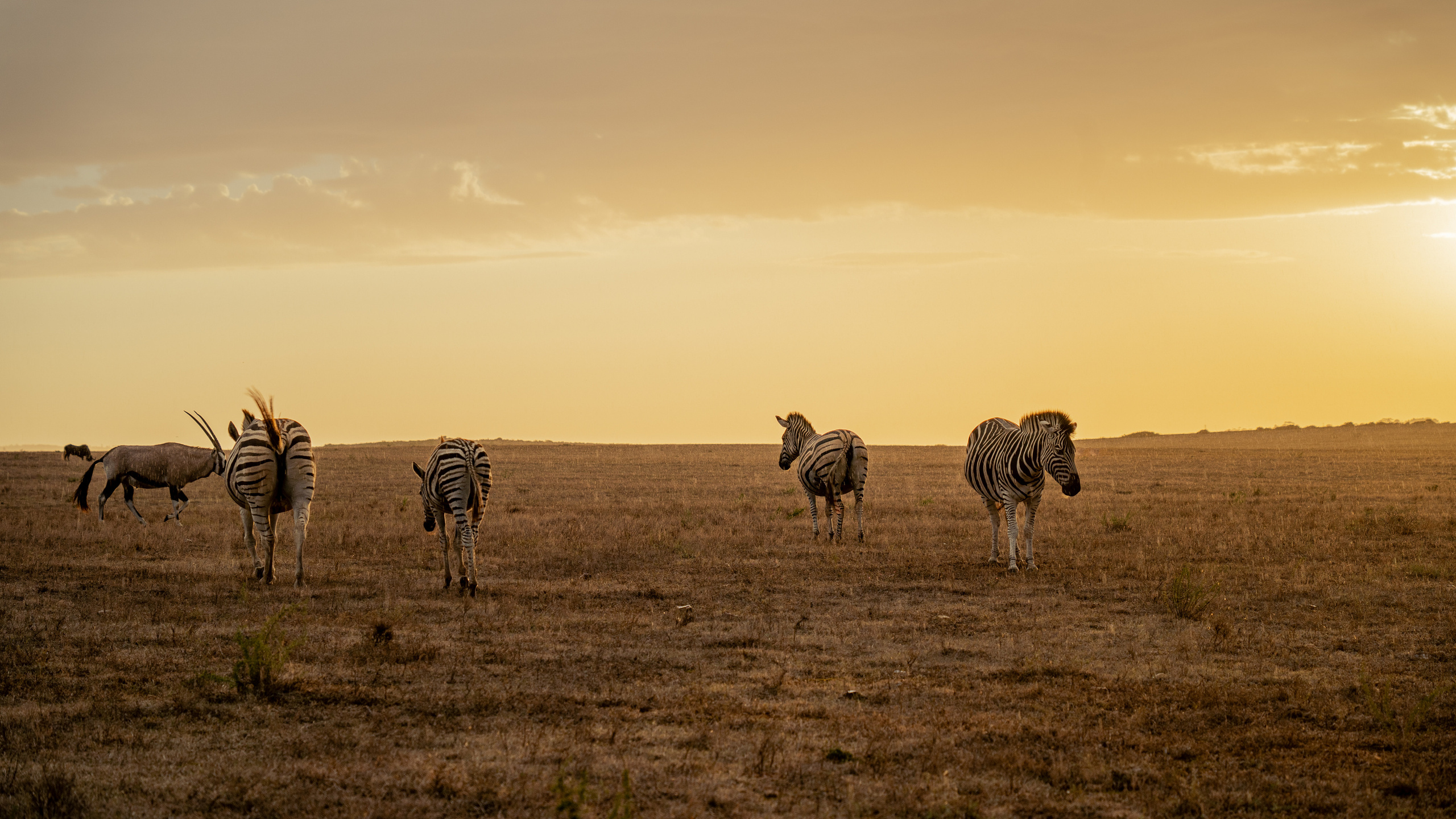ЮАР. Amateur photographer Nikolai Abushinov