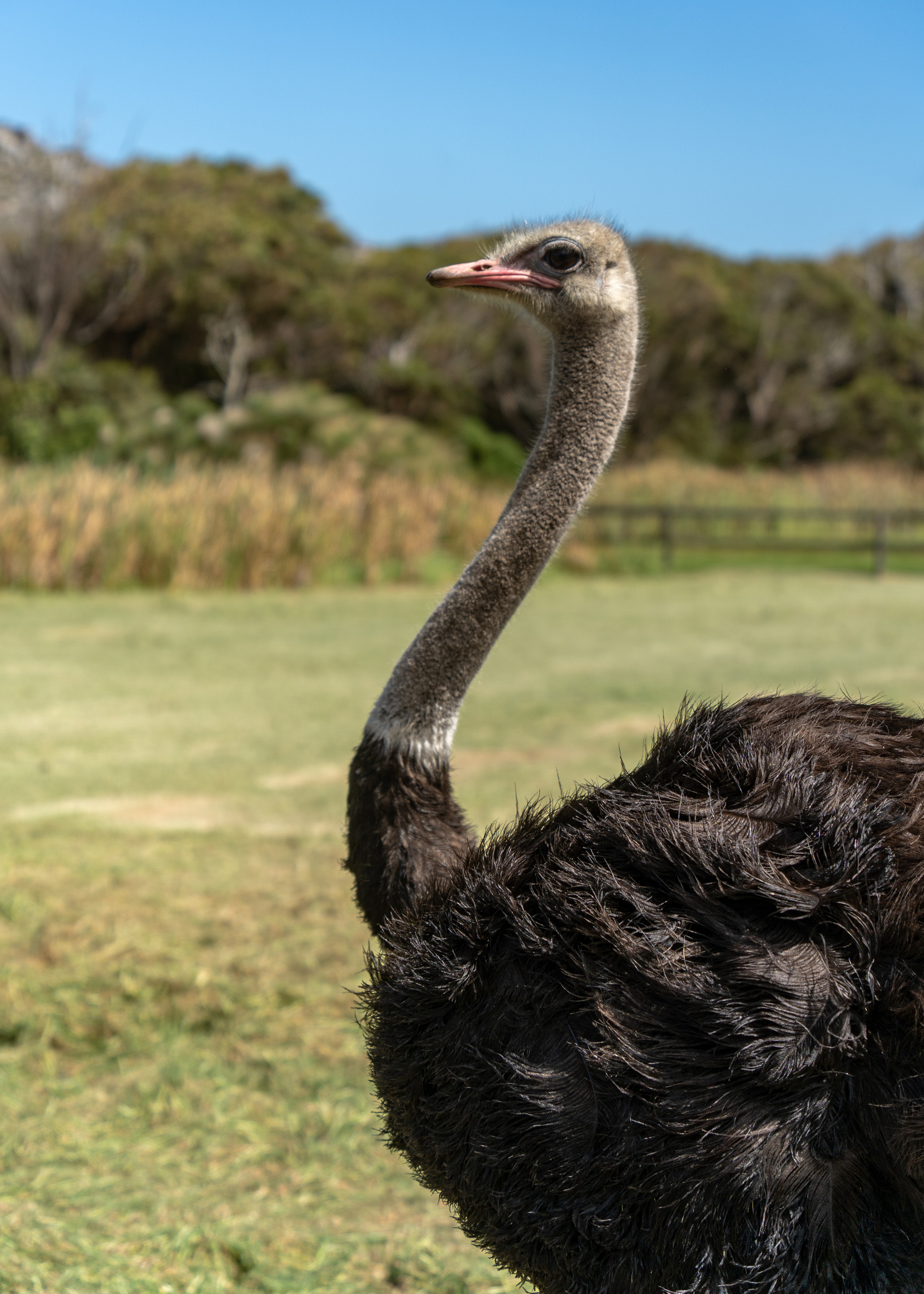 ЮАР. Amateur photographer Nikolai Abushinov