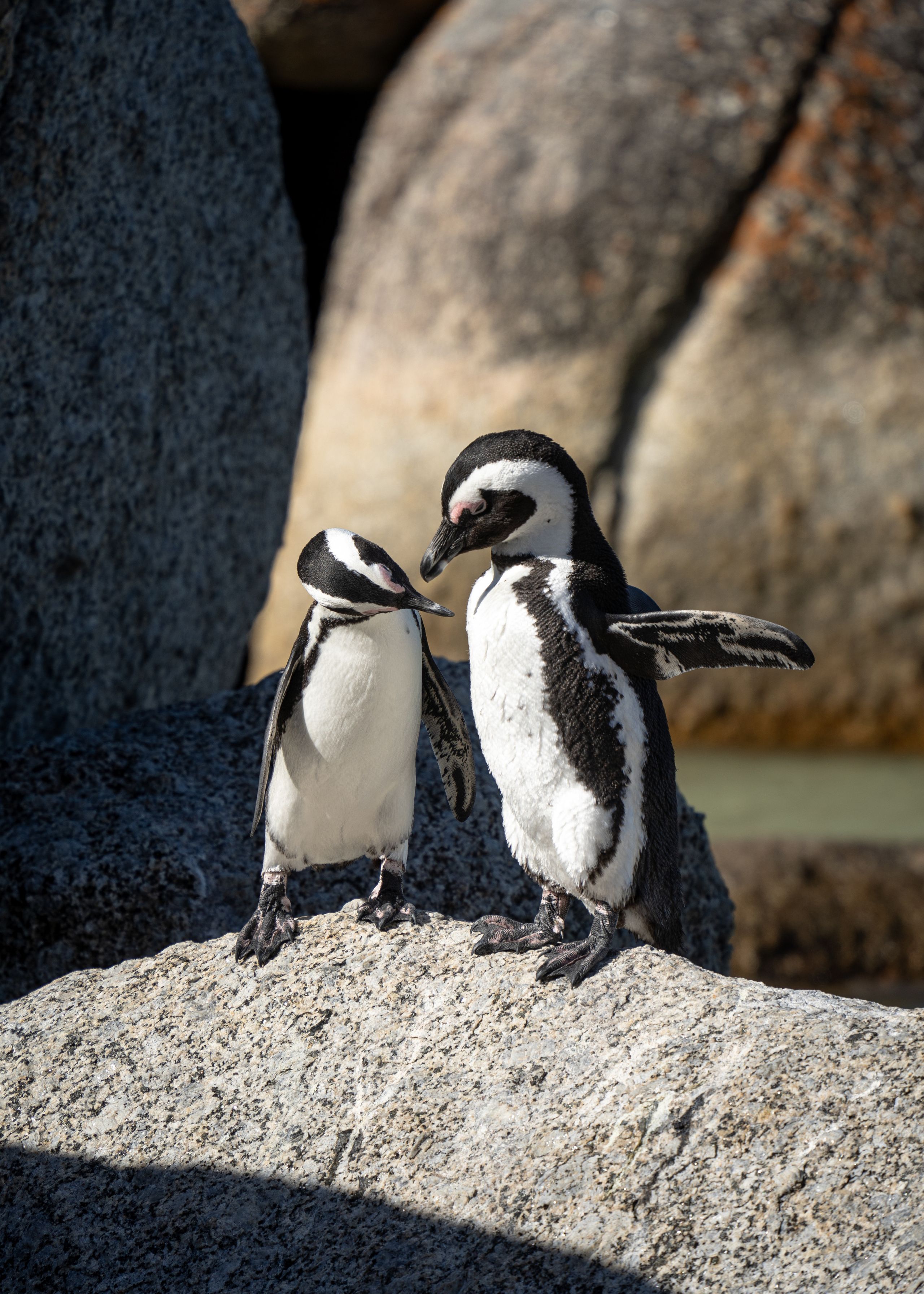 ЮАР. Amateur photographer Nikolai Abushinov