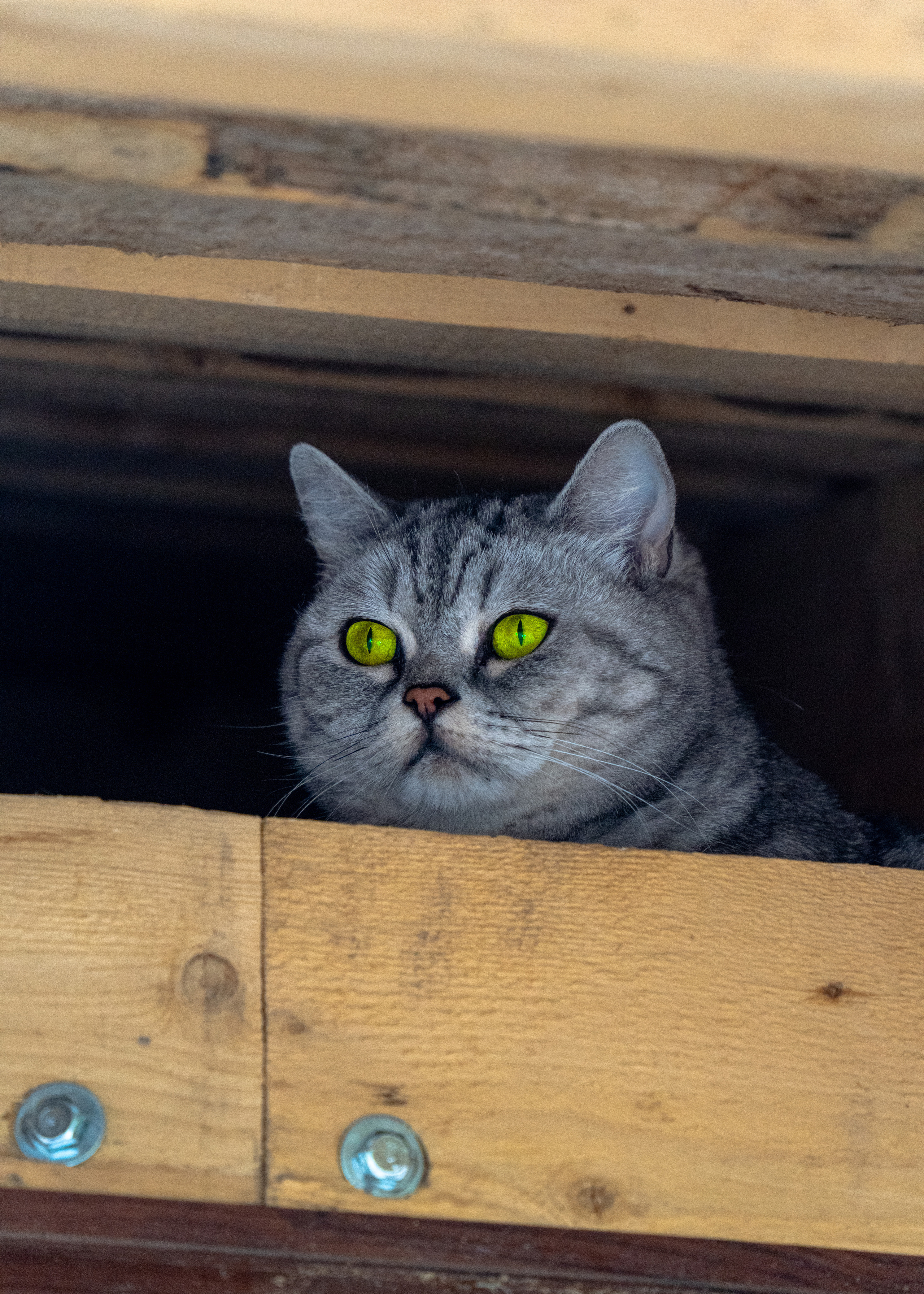 Алтай. Amateur photographer Nikolai Abushinov