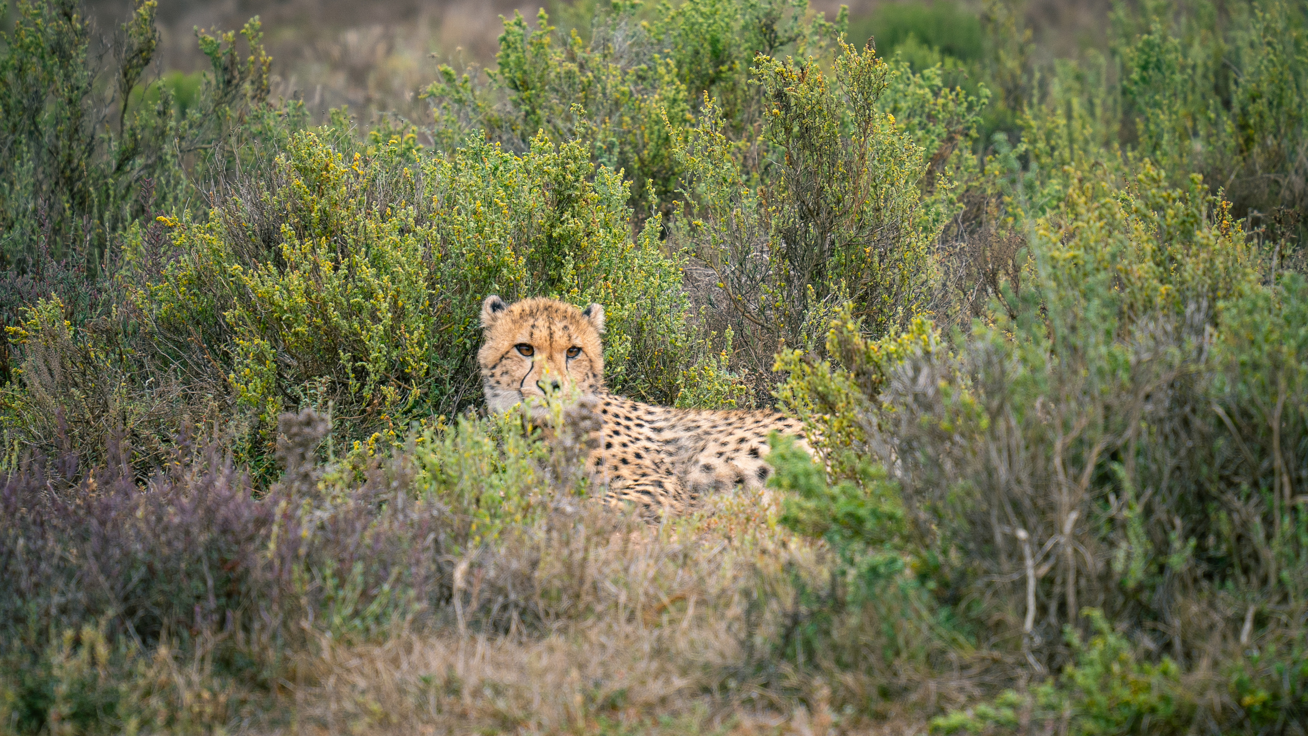 ЮАР. Amateur photographer Nikolai Abushinov