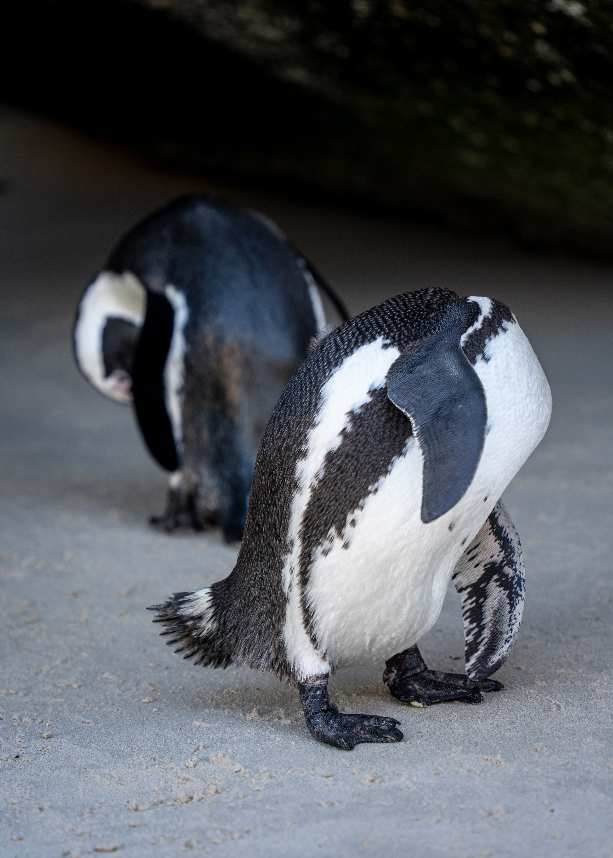 ЮАР. Amateur photographer Nikolai Abushinov