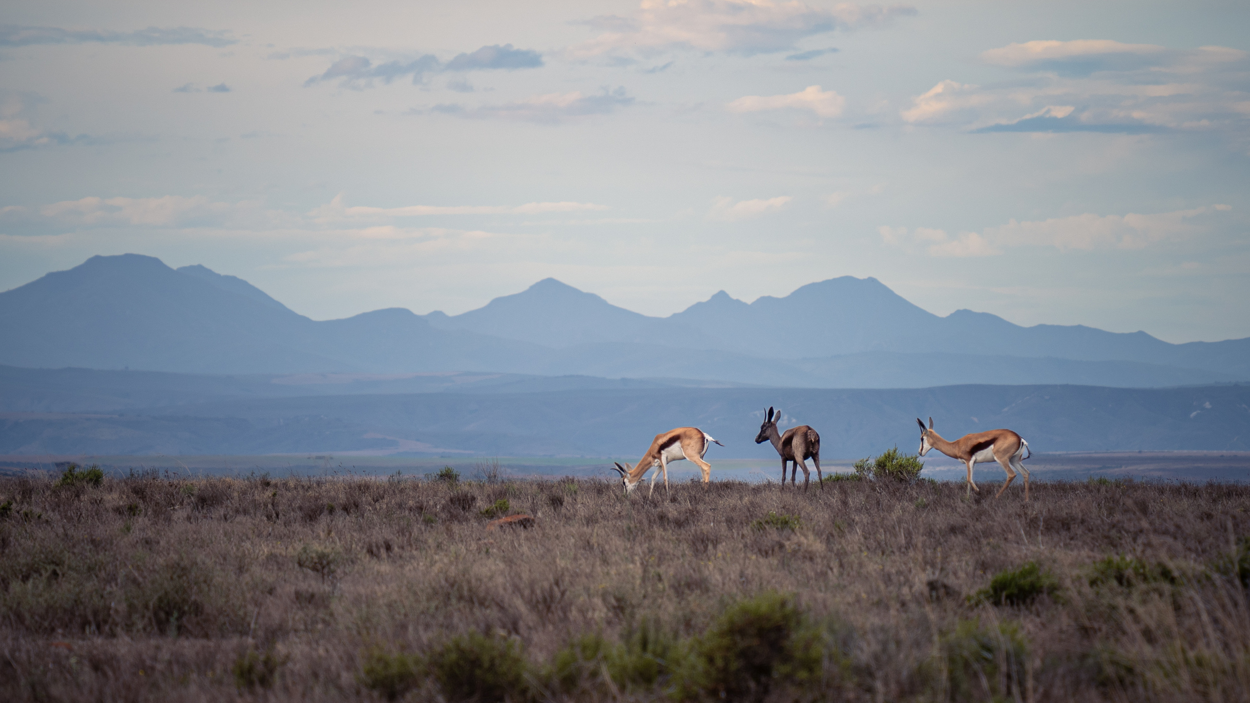 ЮАР. Amateur photographer Nikolai Abushinov