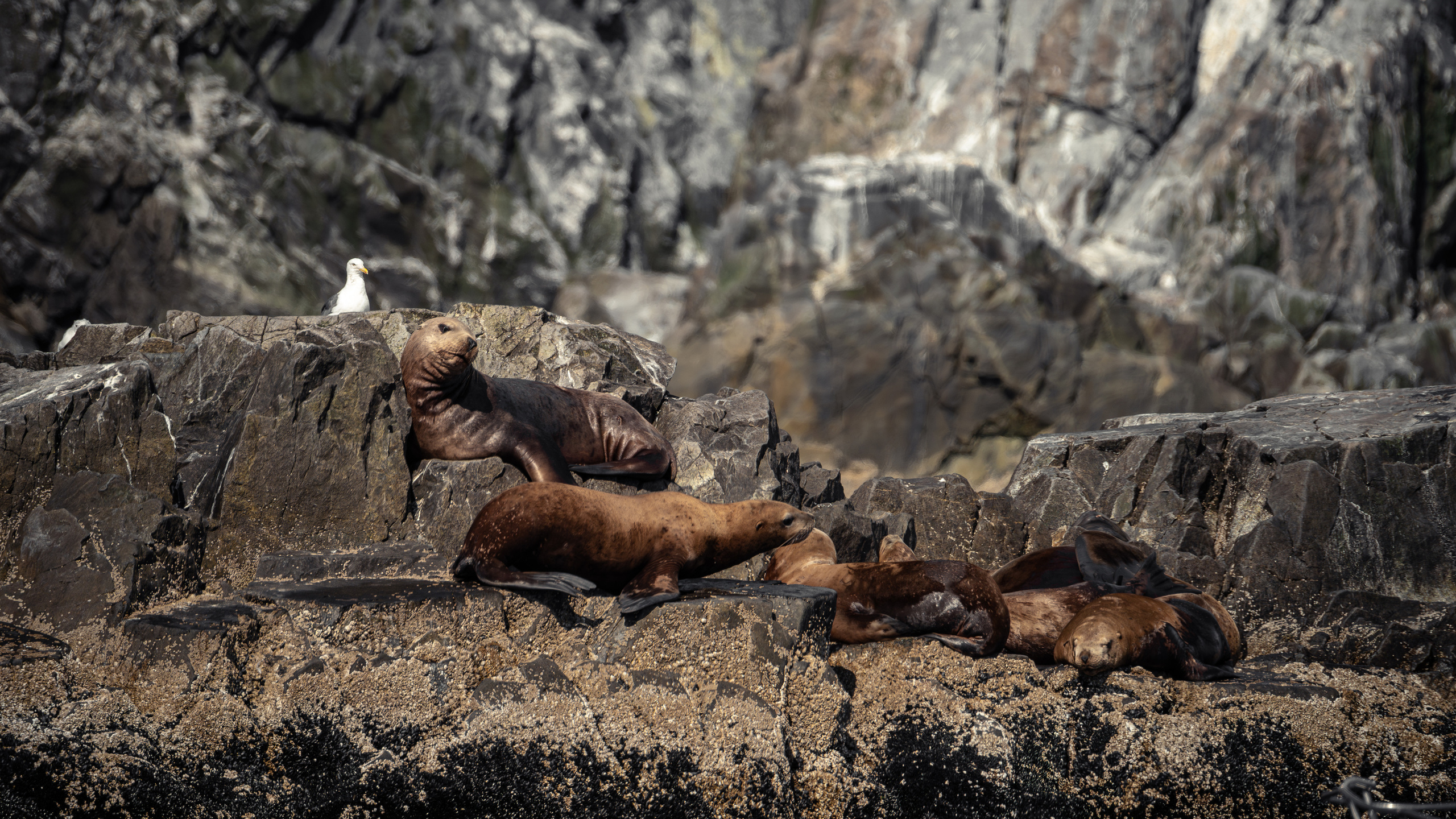 Камчатка. Amateur photographer Nikolai Abushinov