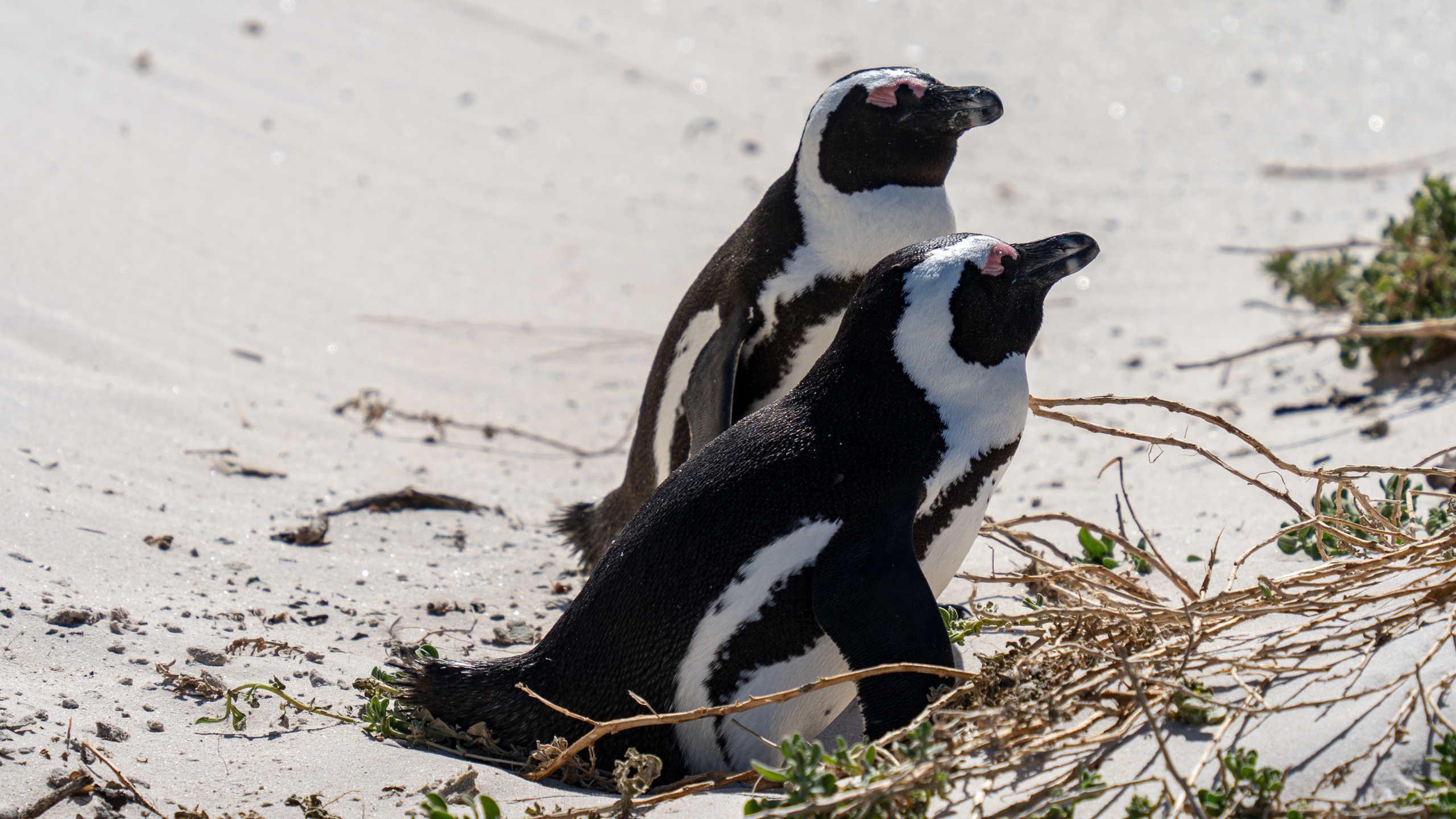 ЮАР. Amateur photographer Nikolai Abushinov