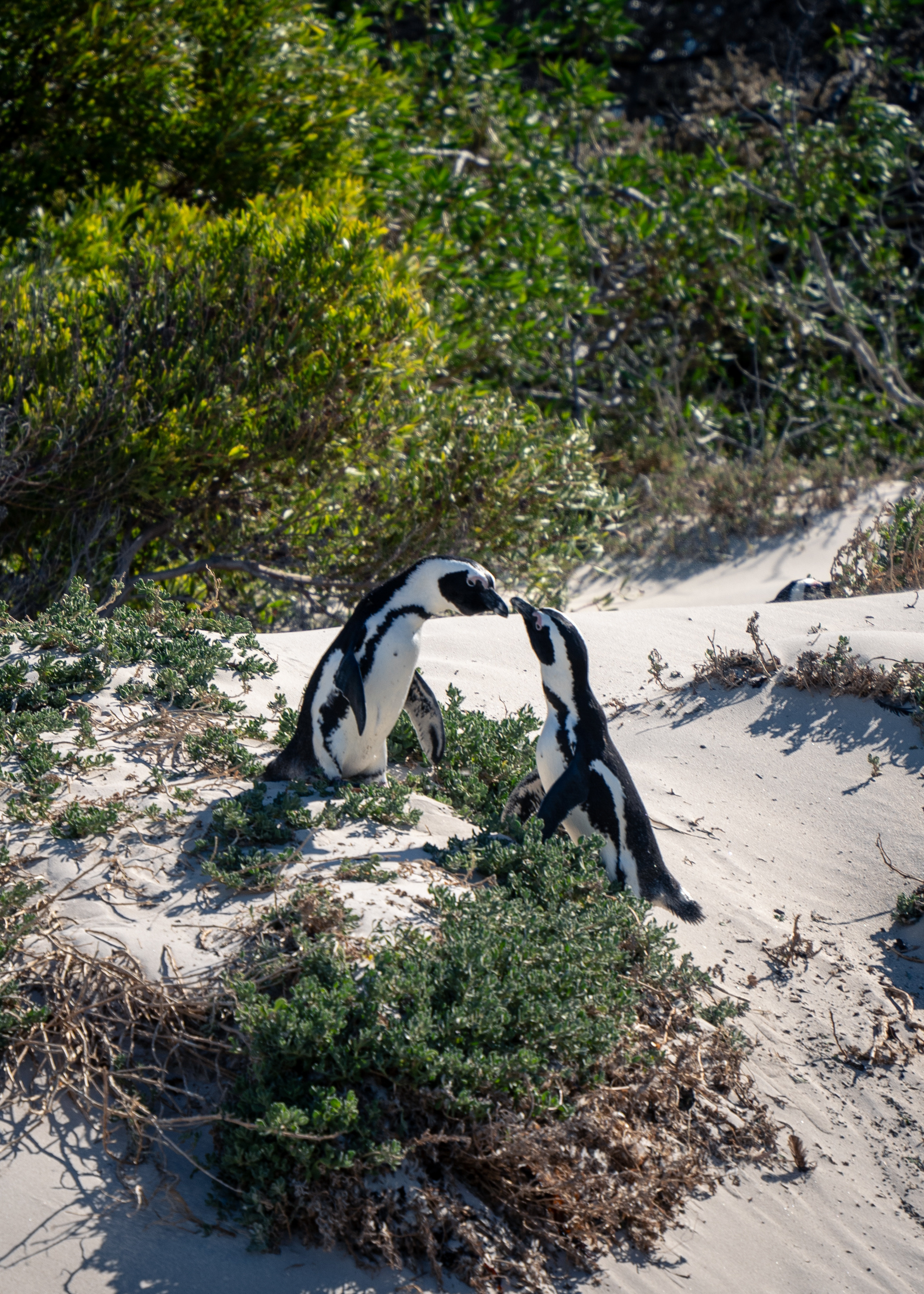 ЮАР. Amateur photographer Nikolai Abushinov