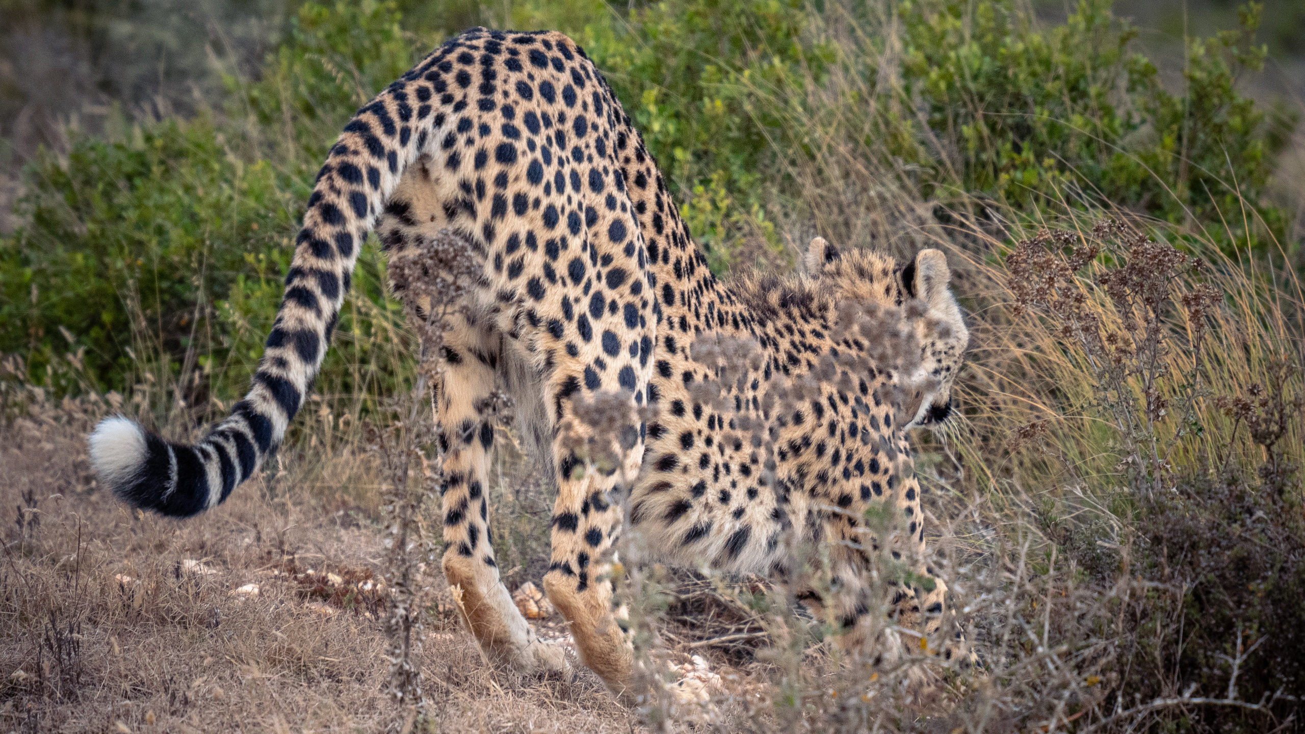 ЮАР. Amateur photographer Nikolai Abushinov