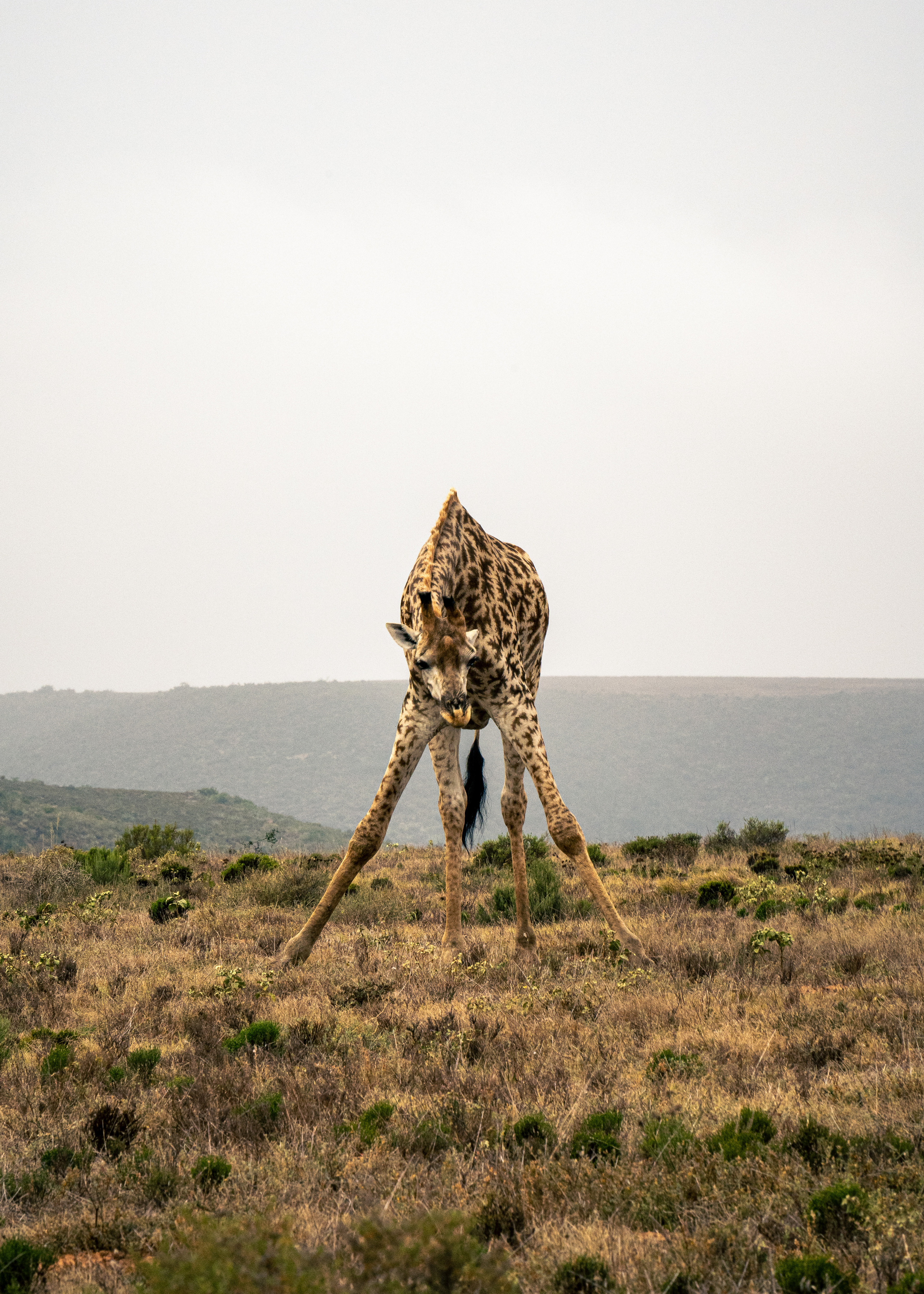ЮАР. Amateur photographer Nikolai Abushinov