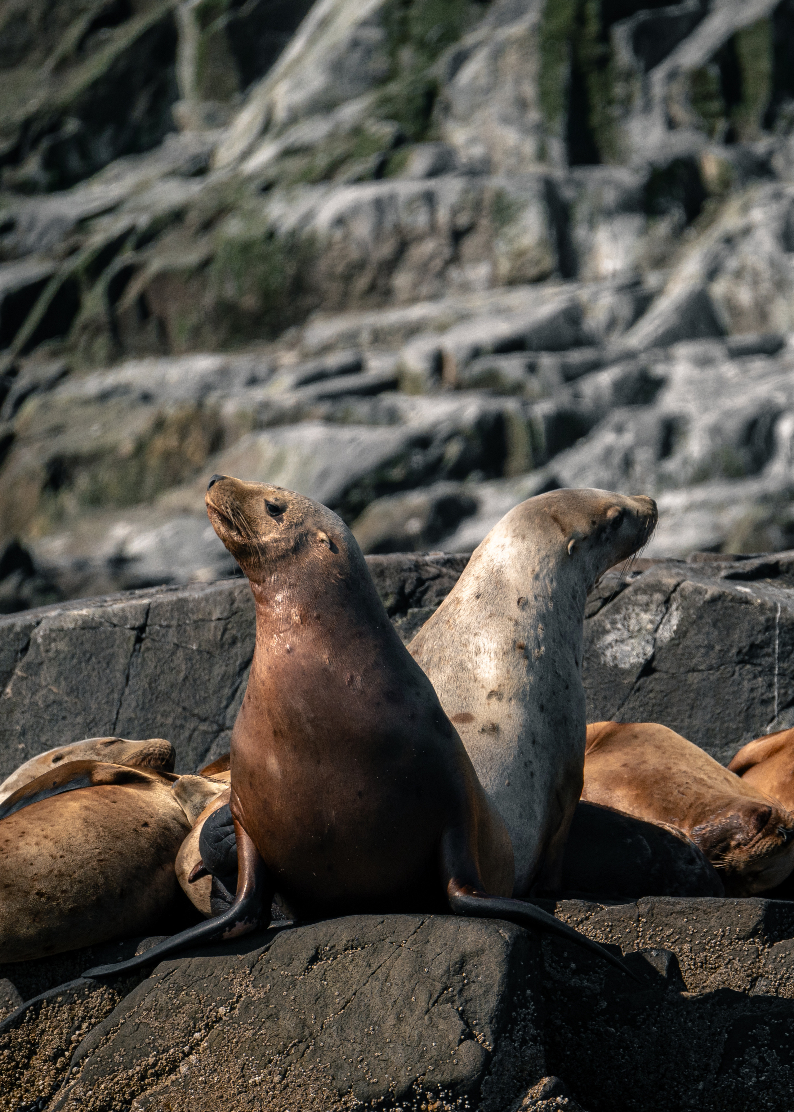 Камчатка. Amateur photographer Nikolai Abushinov