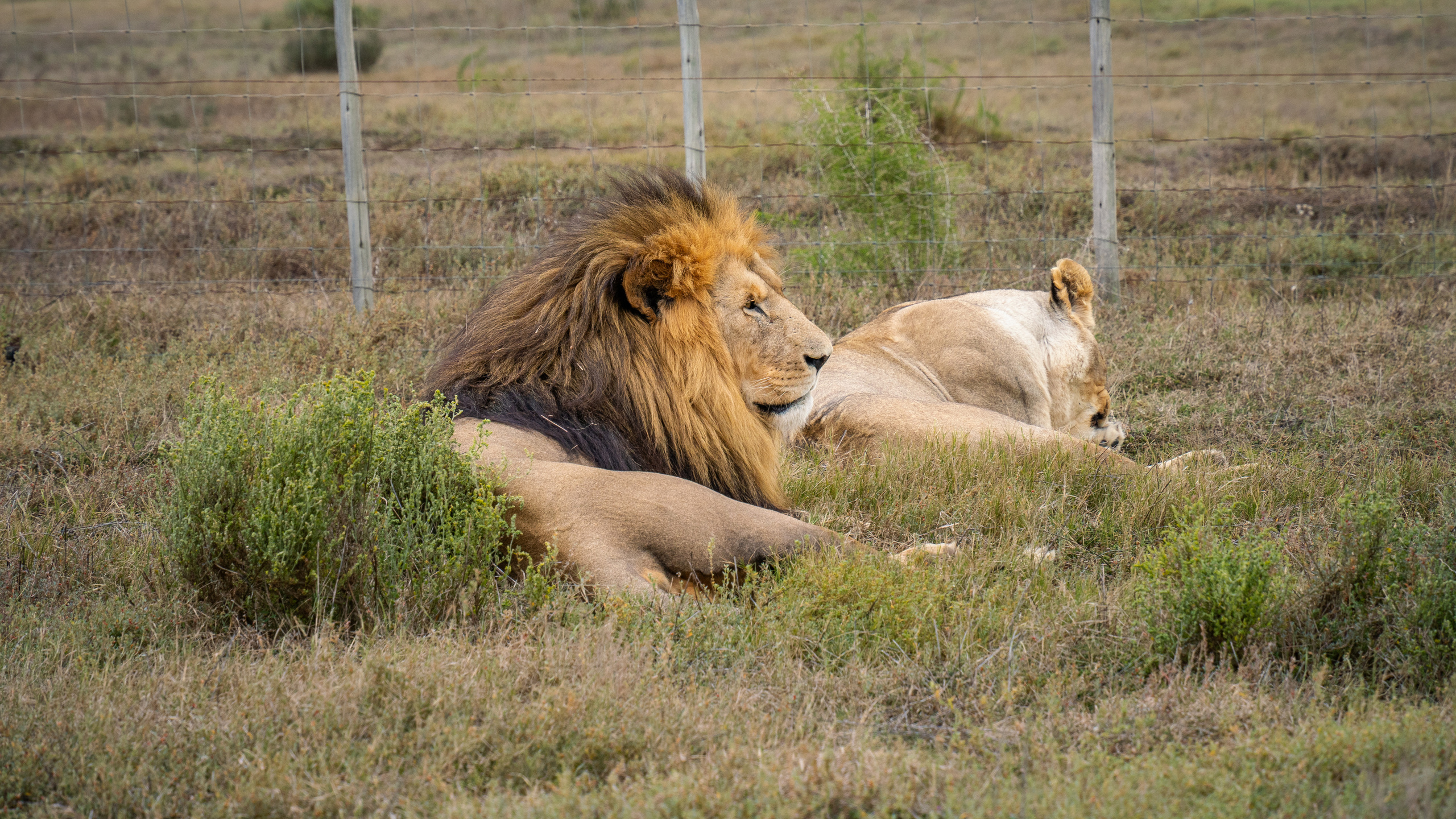 ЮАР. Amateur photographer Nikolai Abushinov