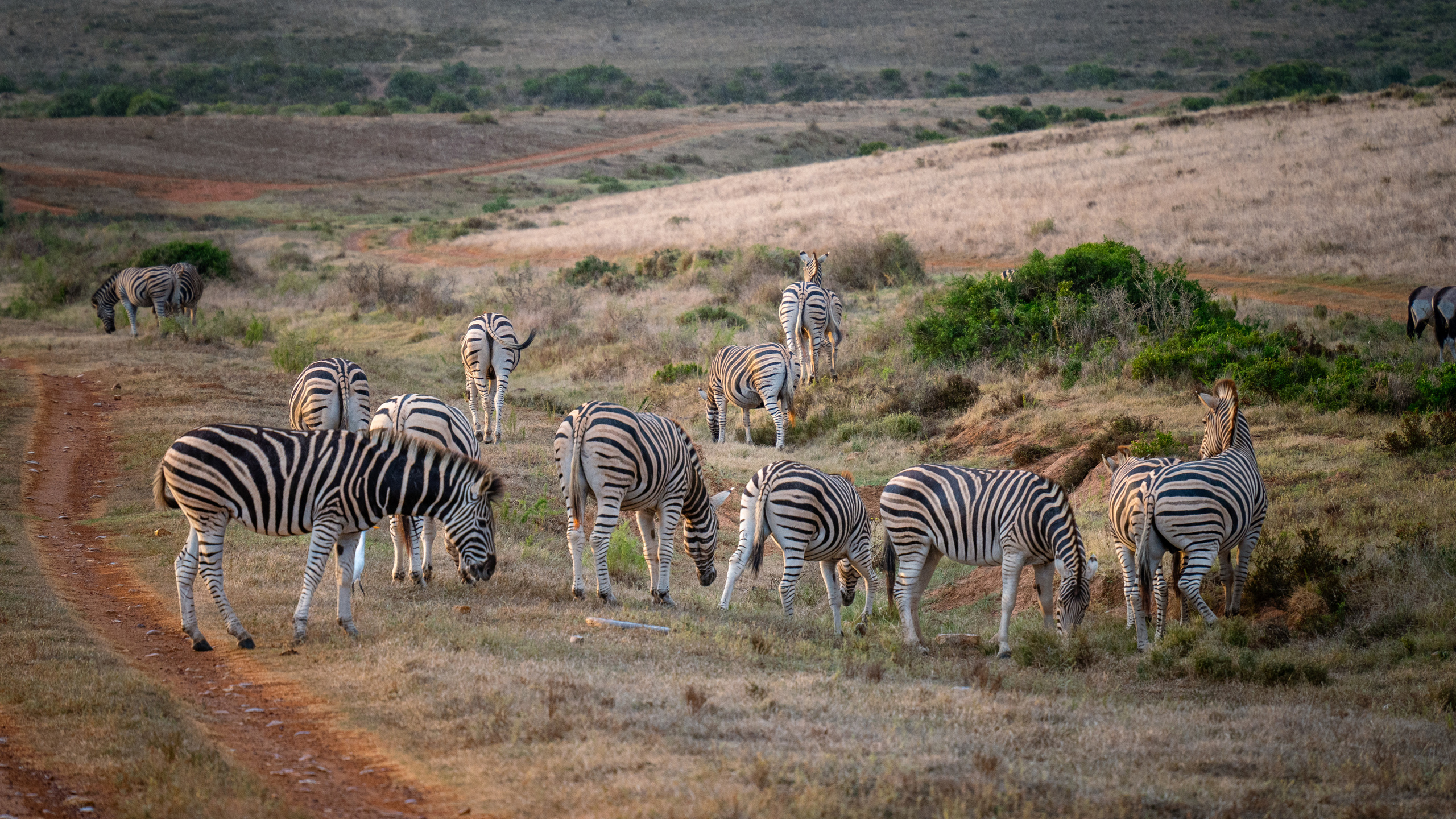ЮАР. Amateur photographer Nikolai Abushinov