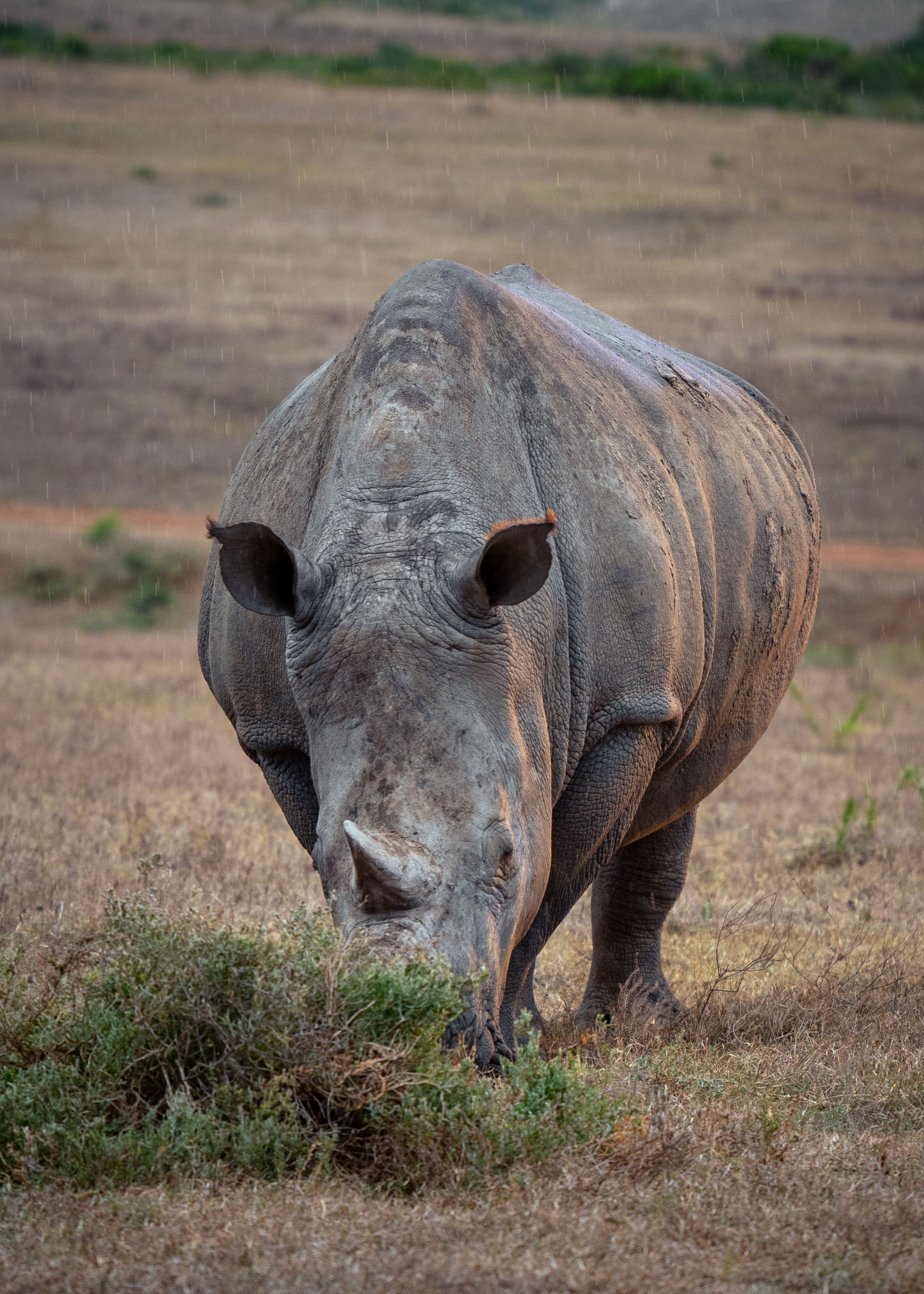 ЮАР. Amateur photographer Nikolai Abushinov