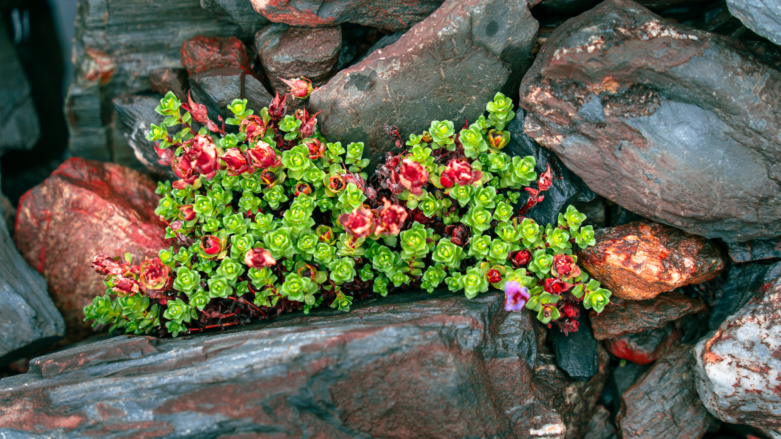 Алтай. Amateur photographer Nikolai Abushinov