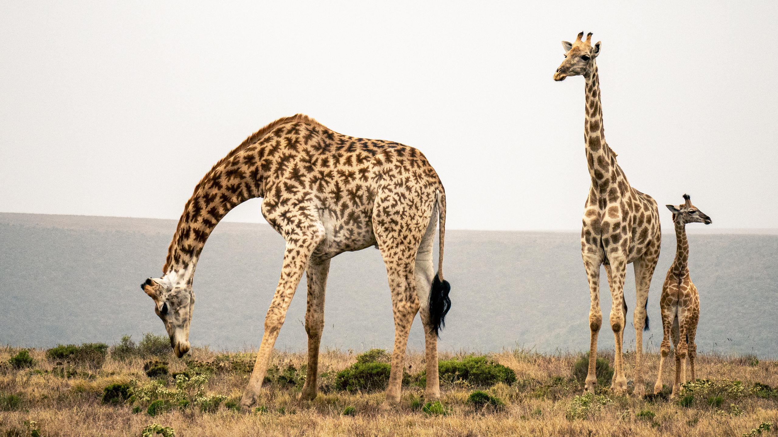 ЮАР. Amateur photographer Nikolai Abushinov