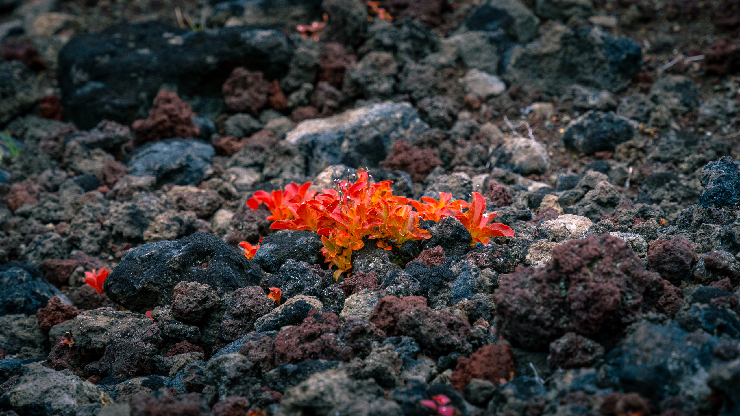 Камчатка. Amateur photographer Nikolai Abushinov