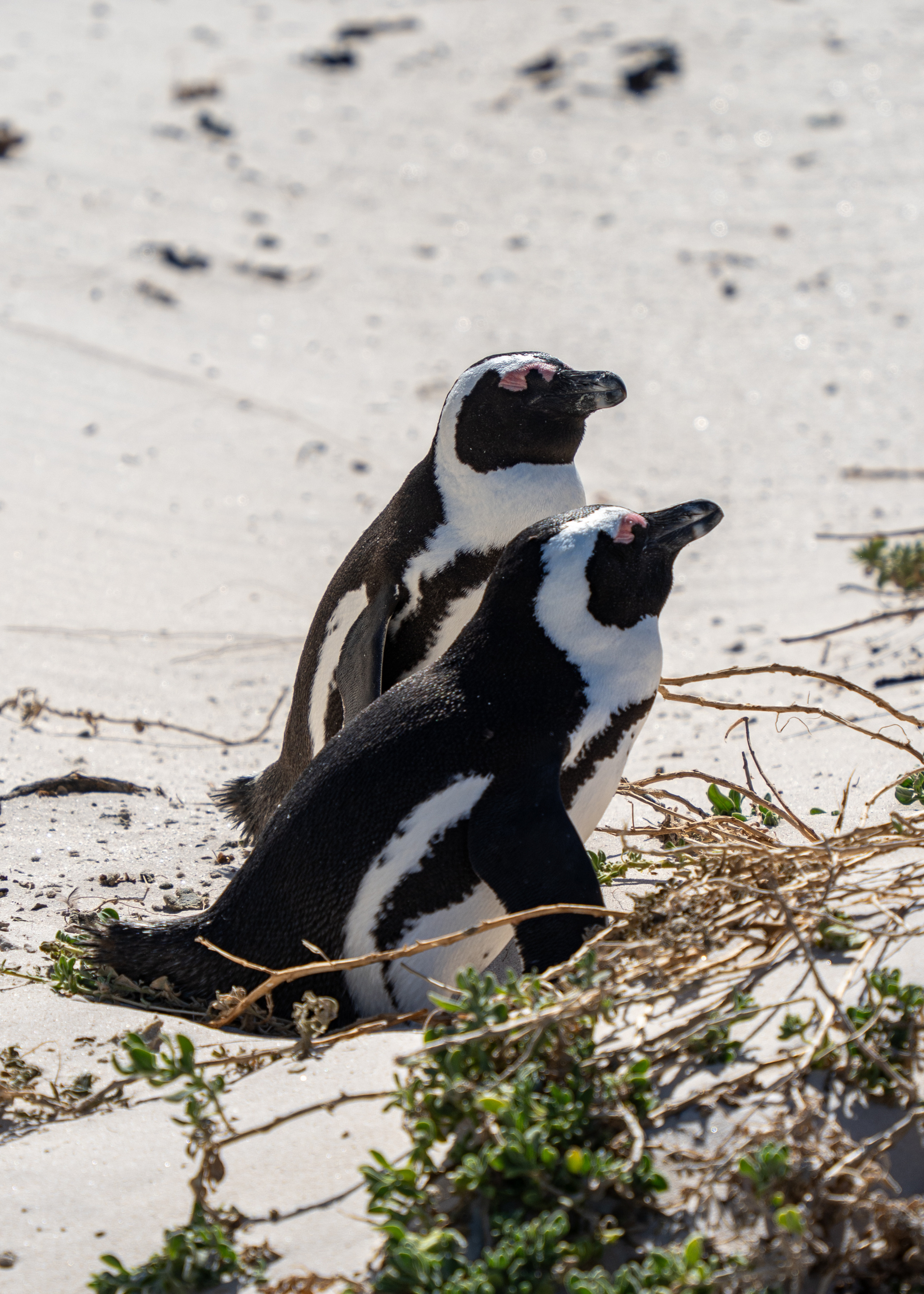 ЮАР. Amateur photographer Nikolai Abushinov