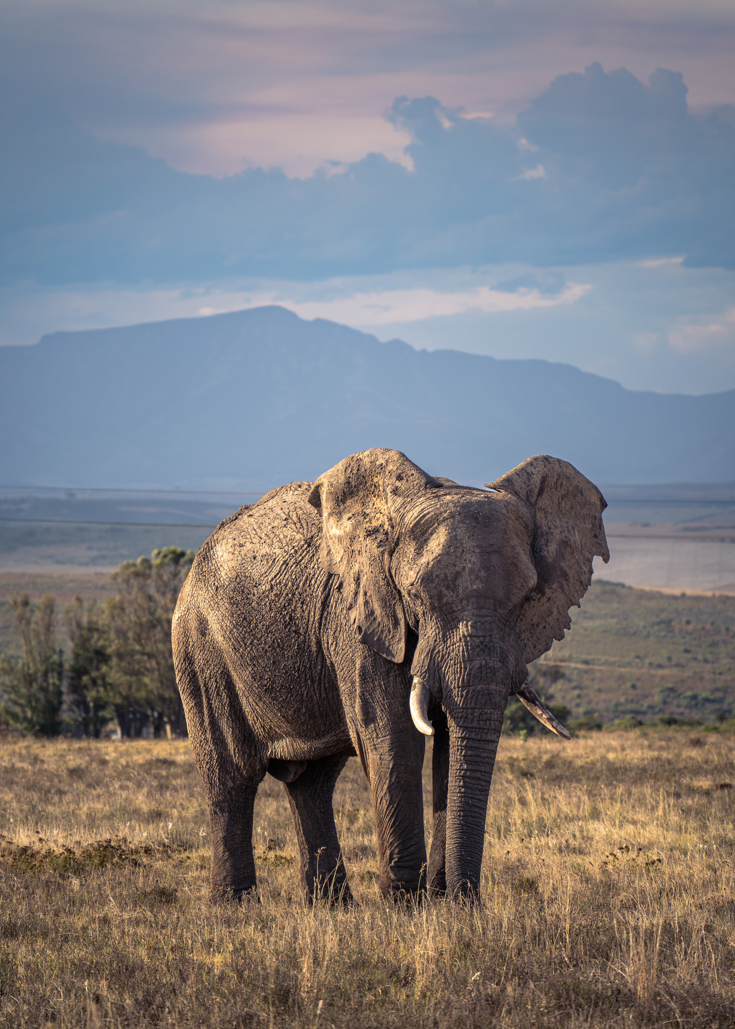 ЮАР. Amateur photographer Nikolai Abushinov