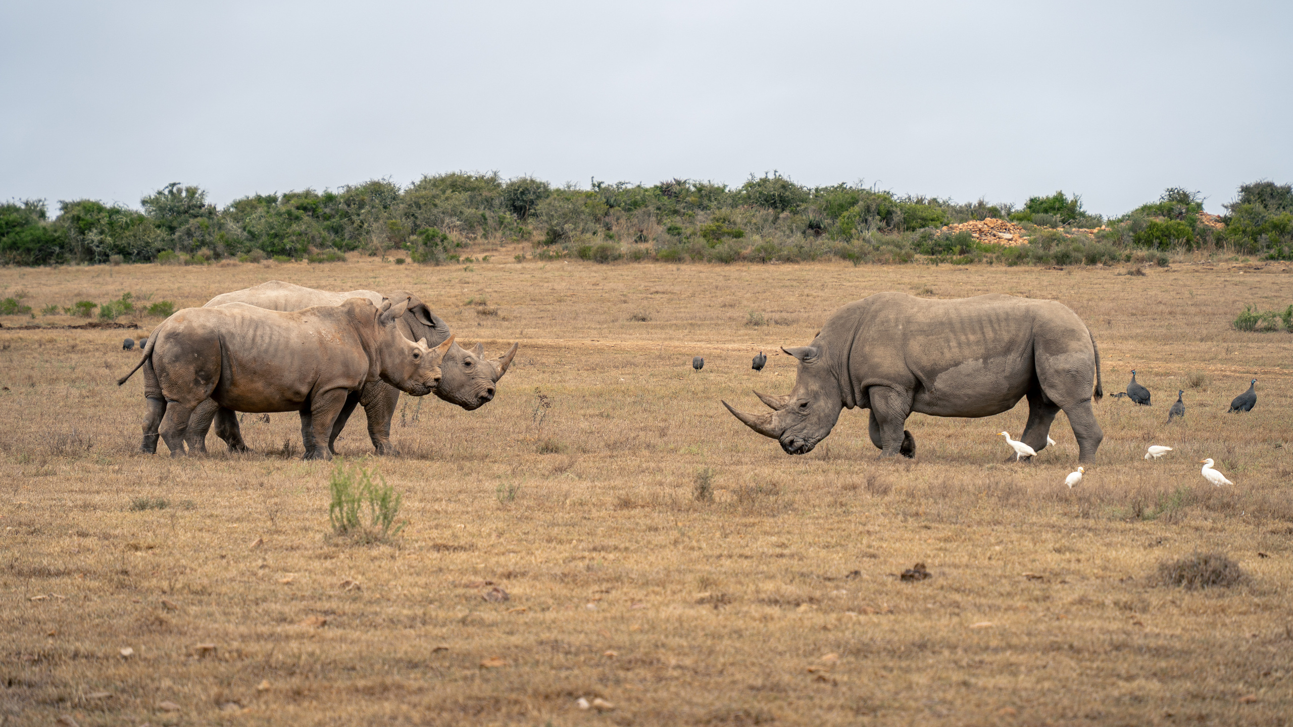 ЮАР. Amateur photographer Nikolai Abushinov