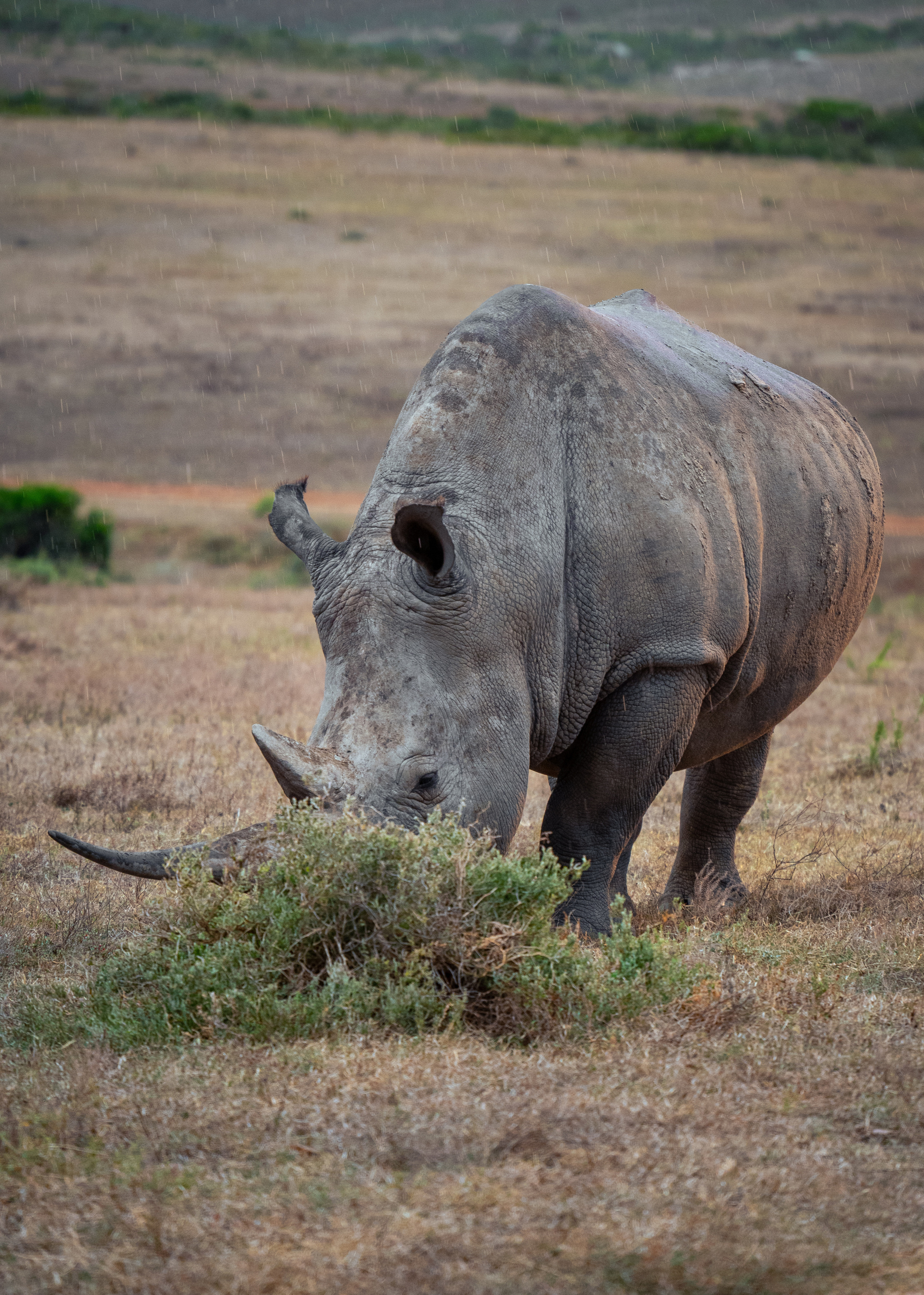 ЮАР. Amateur photographer Nikolai Abushinov
