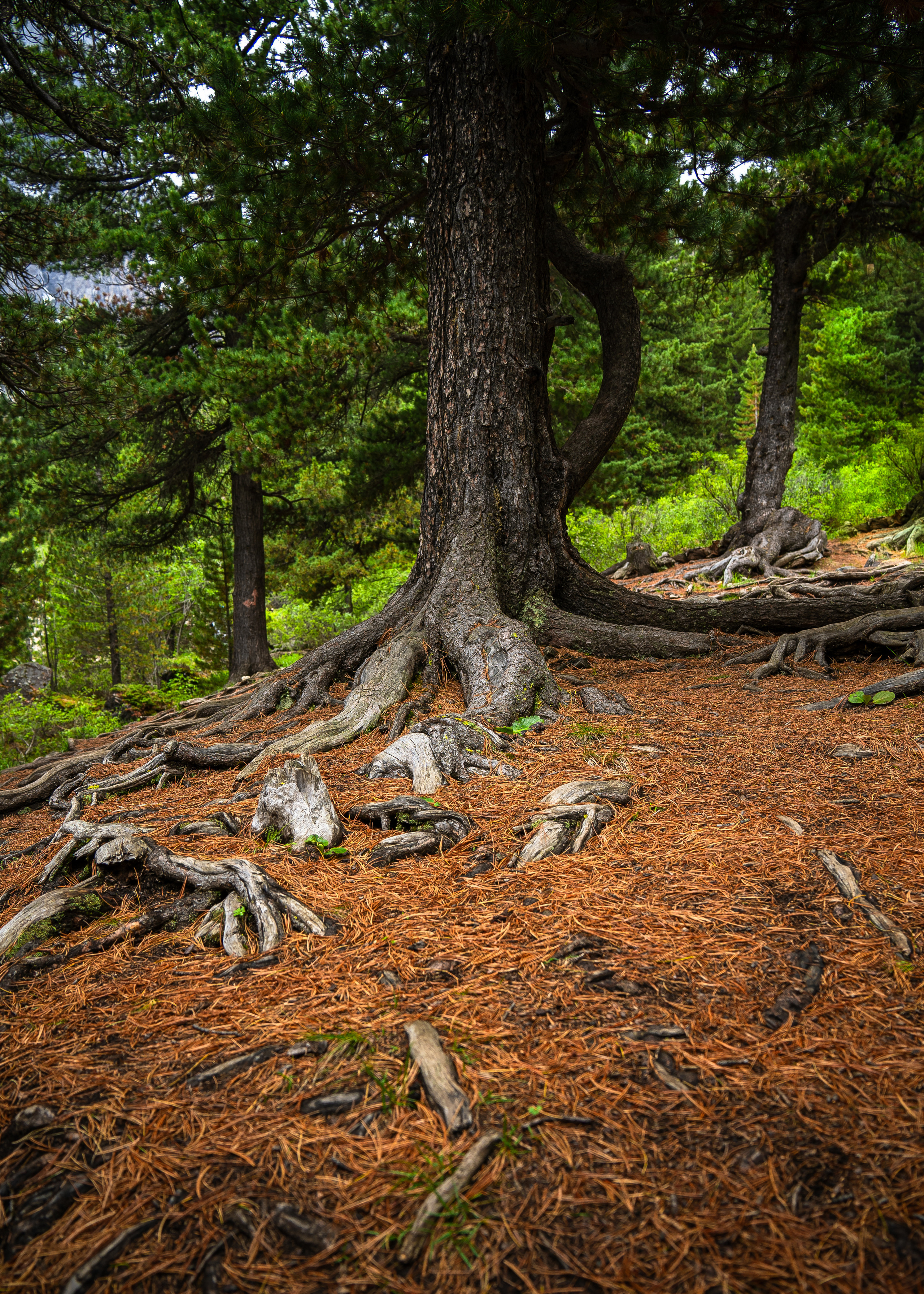 Алтай. Amateur photographer Nikolai Abushinov