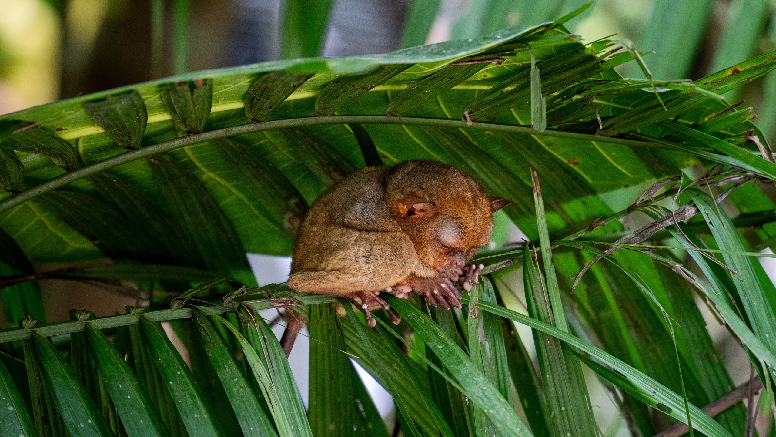 Филиппины. Amateur photographer Nikolai Abushinov