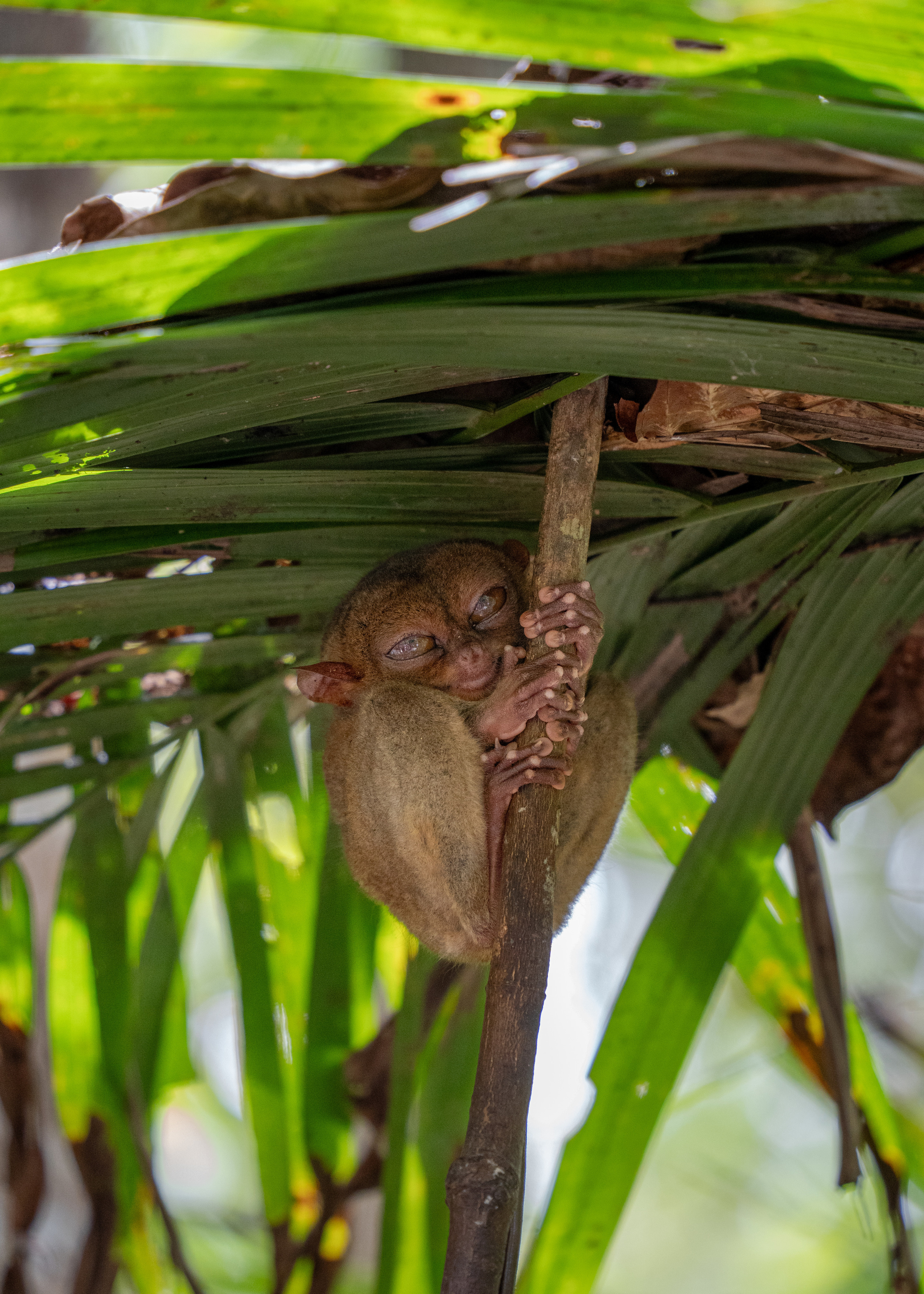 Филиппины. Amateur photographer Nikolai Abushinov