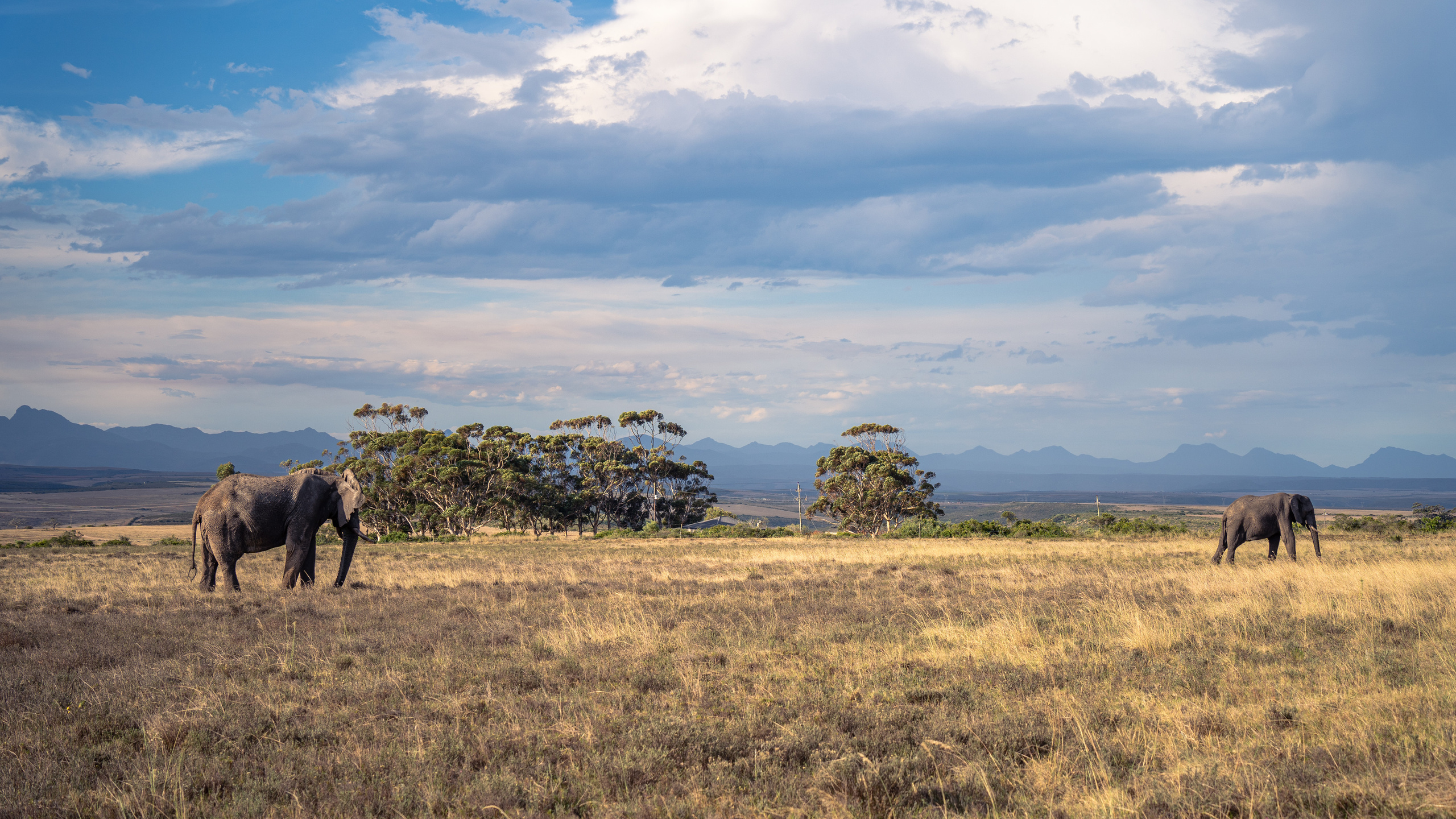 ЮАР. Amateur photographer Nikolai Abushinov