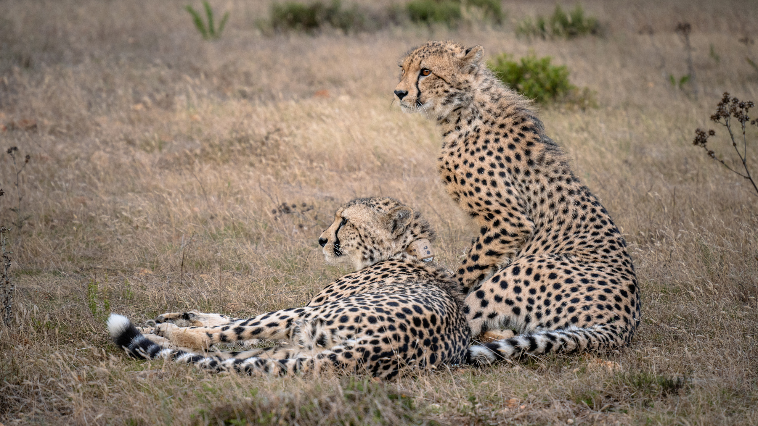 ЮАР. Amateur photographer Nikolai Abushinov