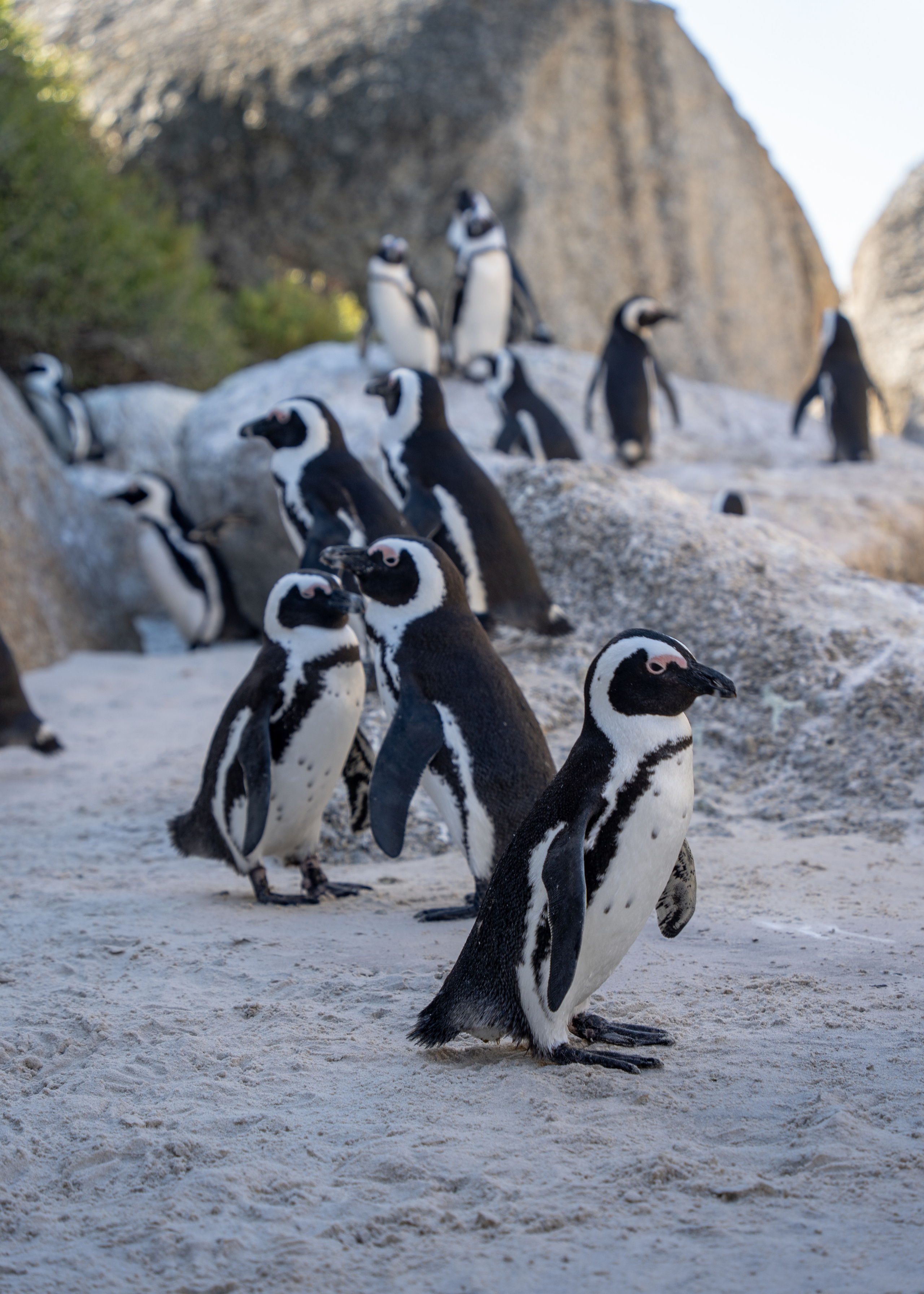 ЮАР. Amateur photographer Nikolai Abushinov