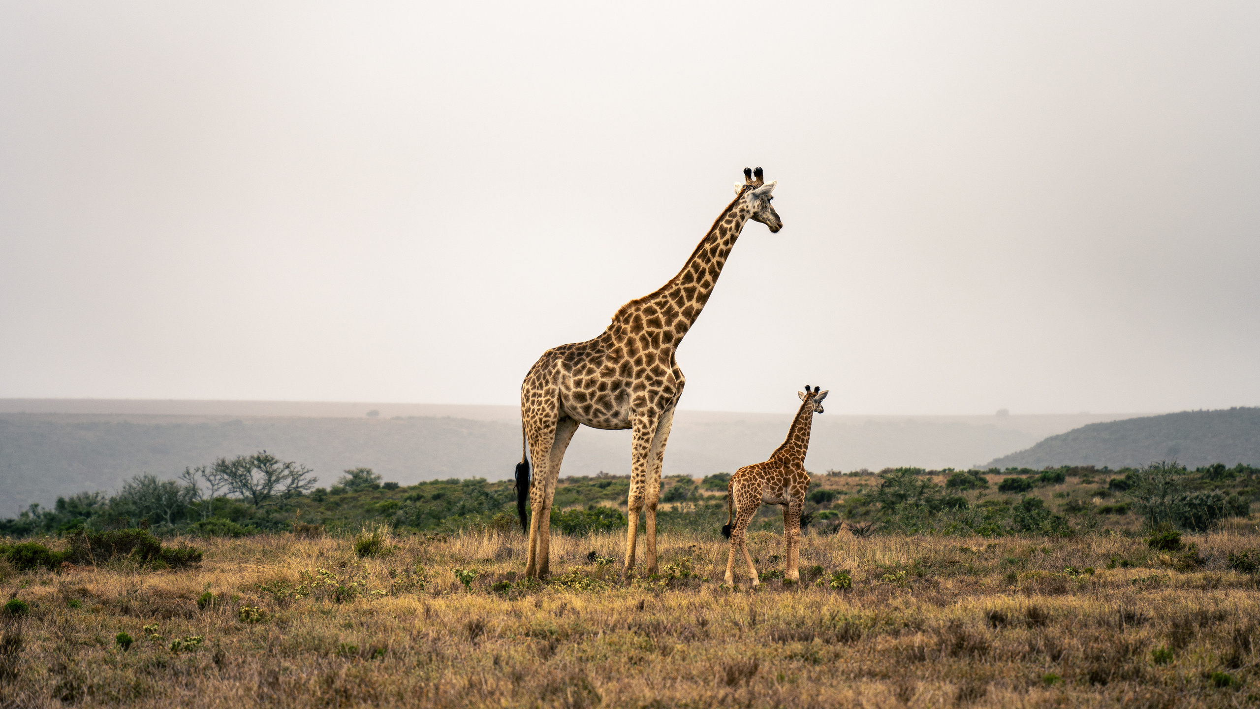 ЮАР. Amateur photographer Nikolai Abushinov