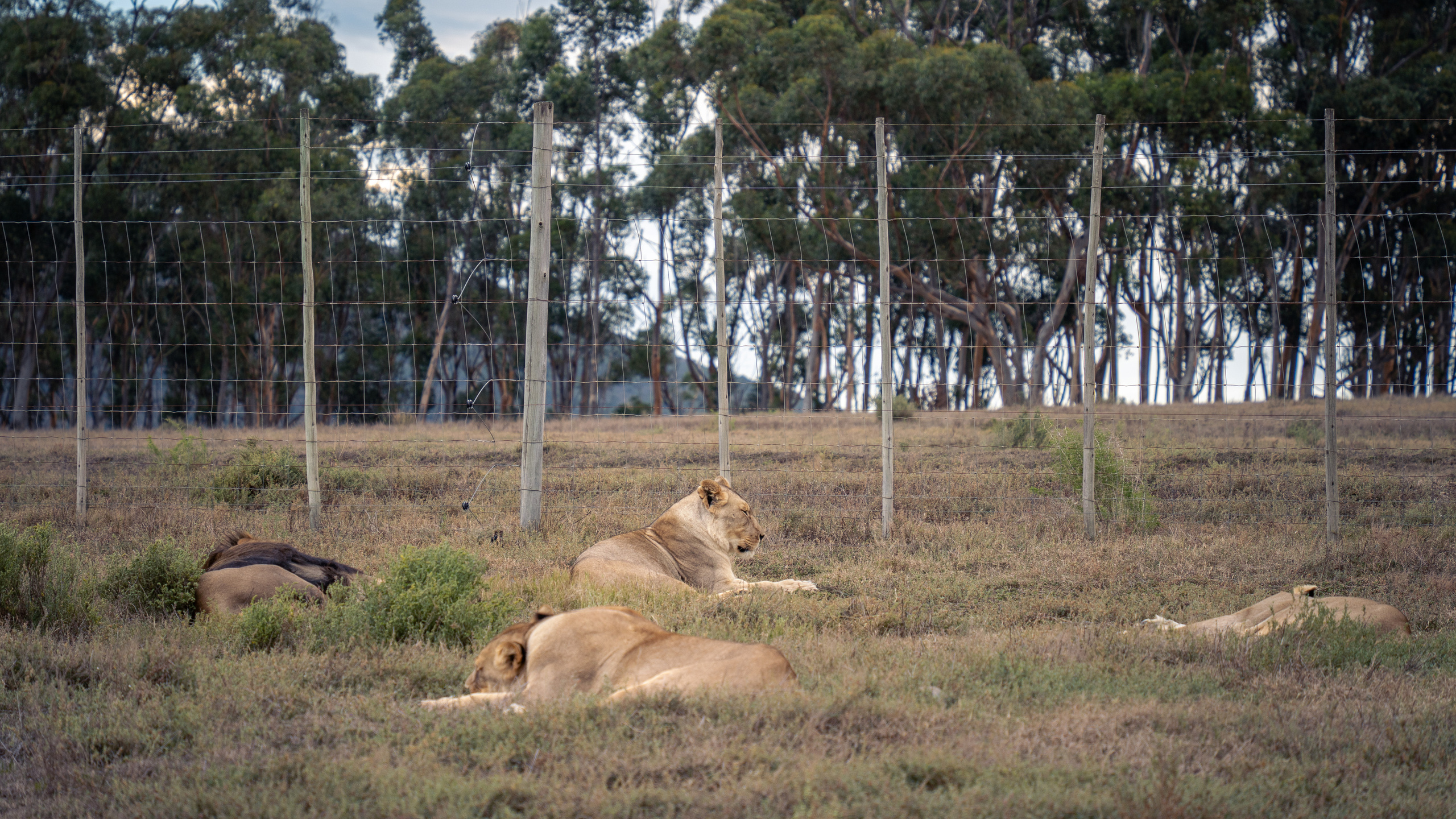 ЮАР. Amateur photographer Nikolai Abushinov